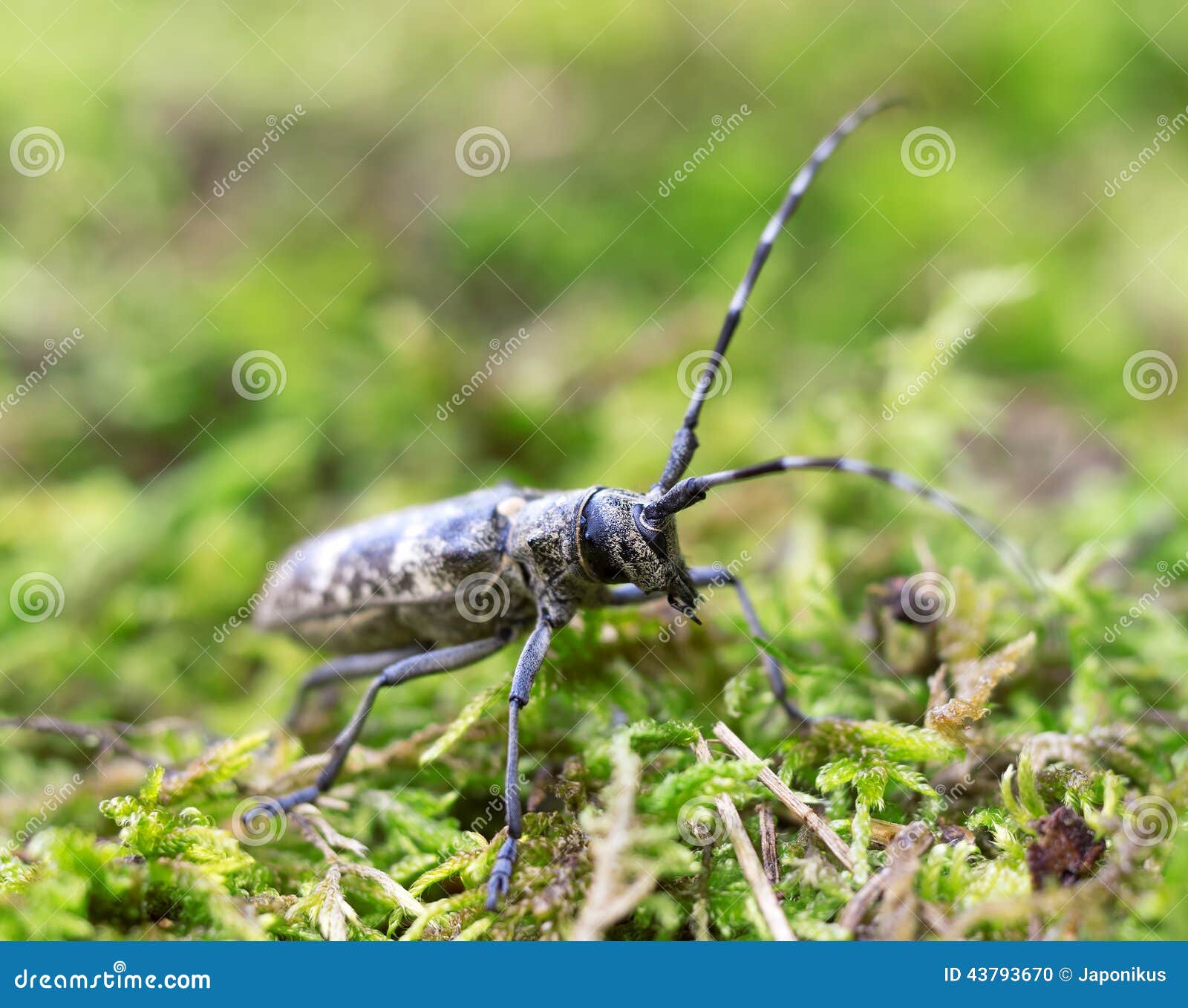 Wood insect stock photo. Image of small, long, cerambycidae 43793670