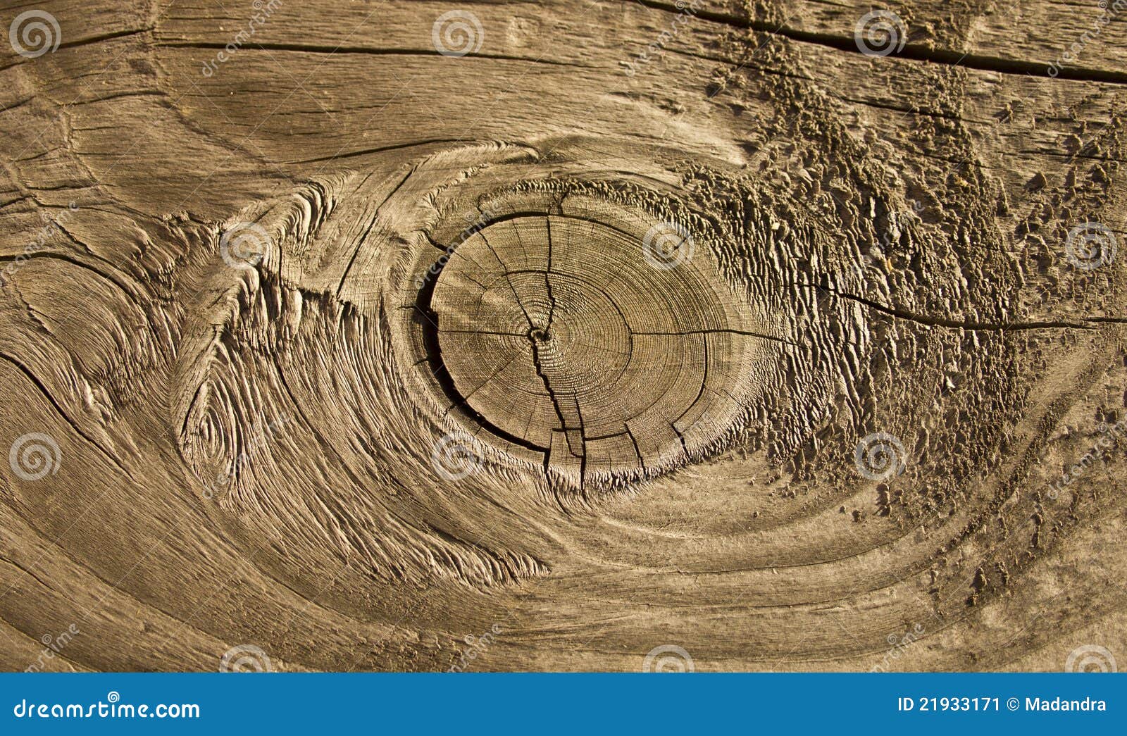 Wood knot texture stock image. Image of tree, wood, timber 21933171