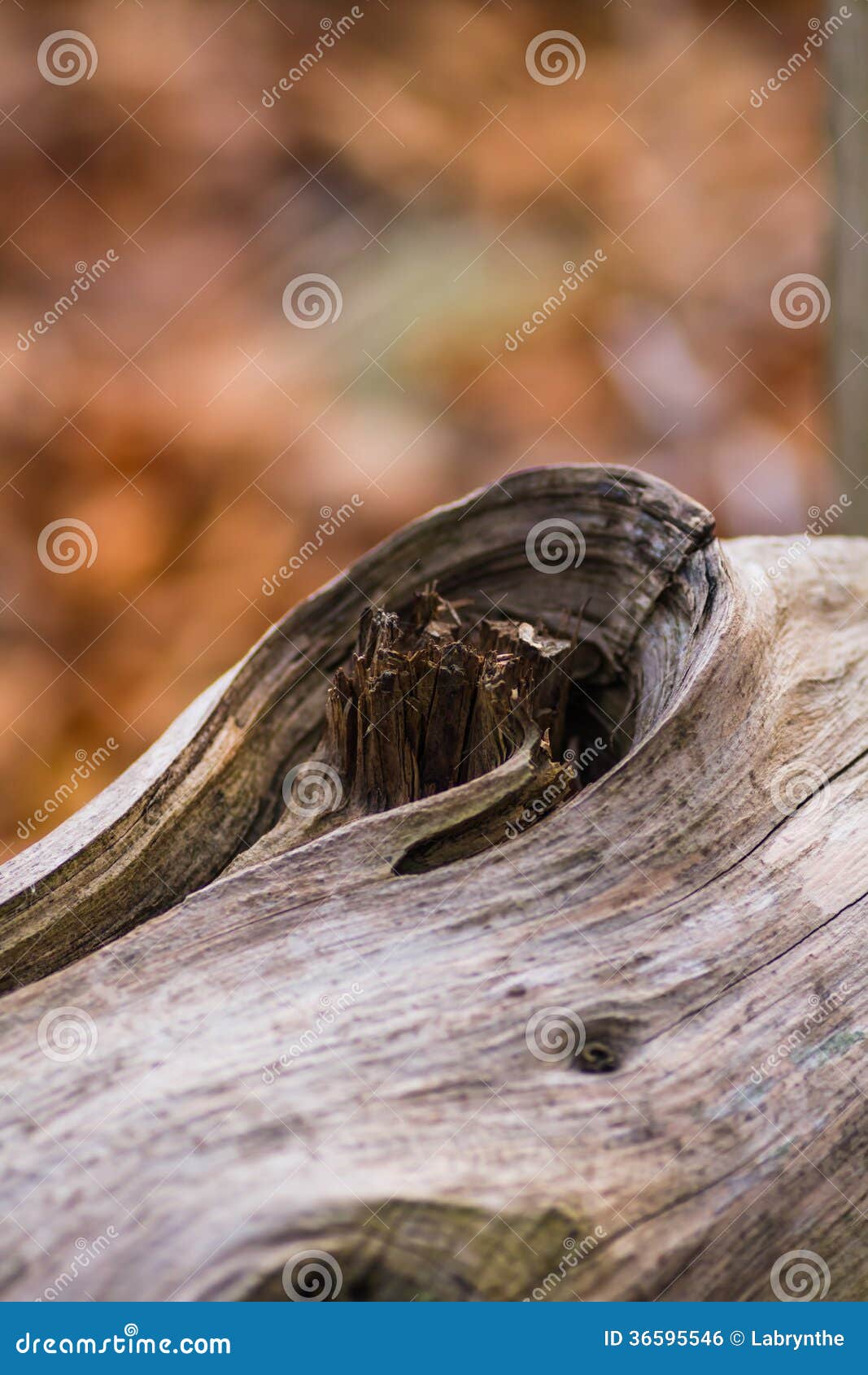 Wood knot on tree trunk stock photo. Image of closeup 36595546