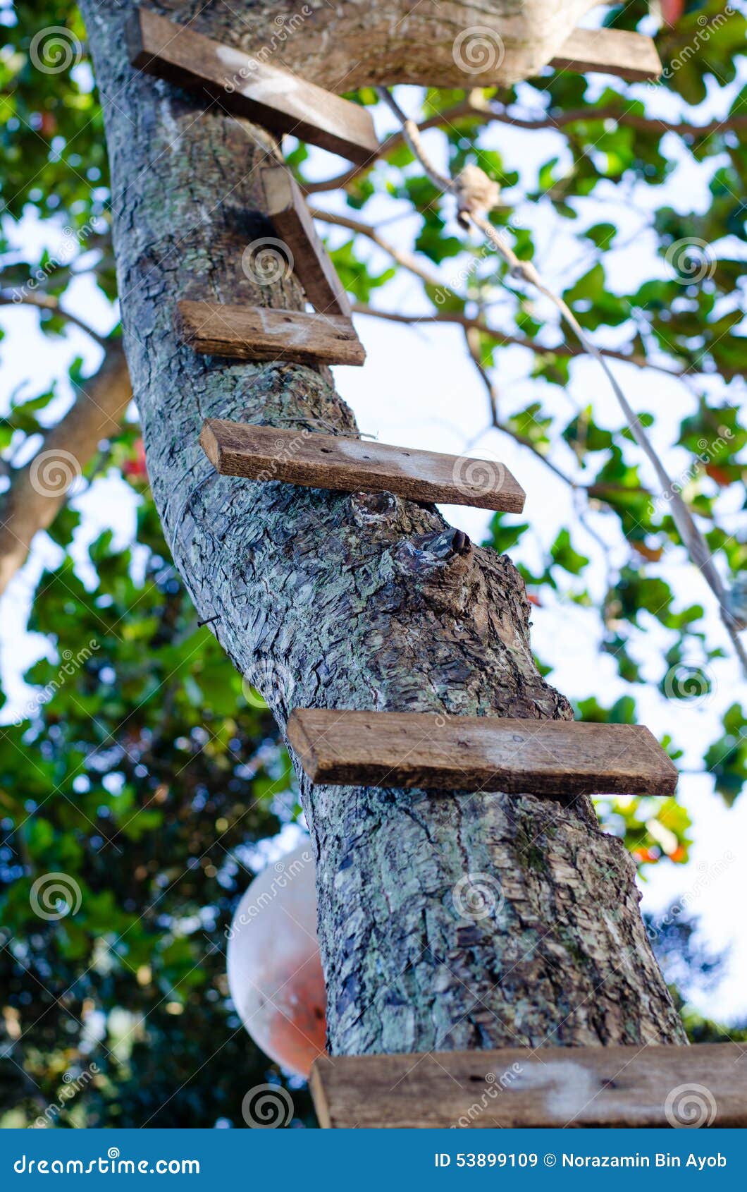 Wood ladder on tree stock image. Image of escalate, tree - 53899109