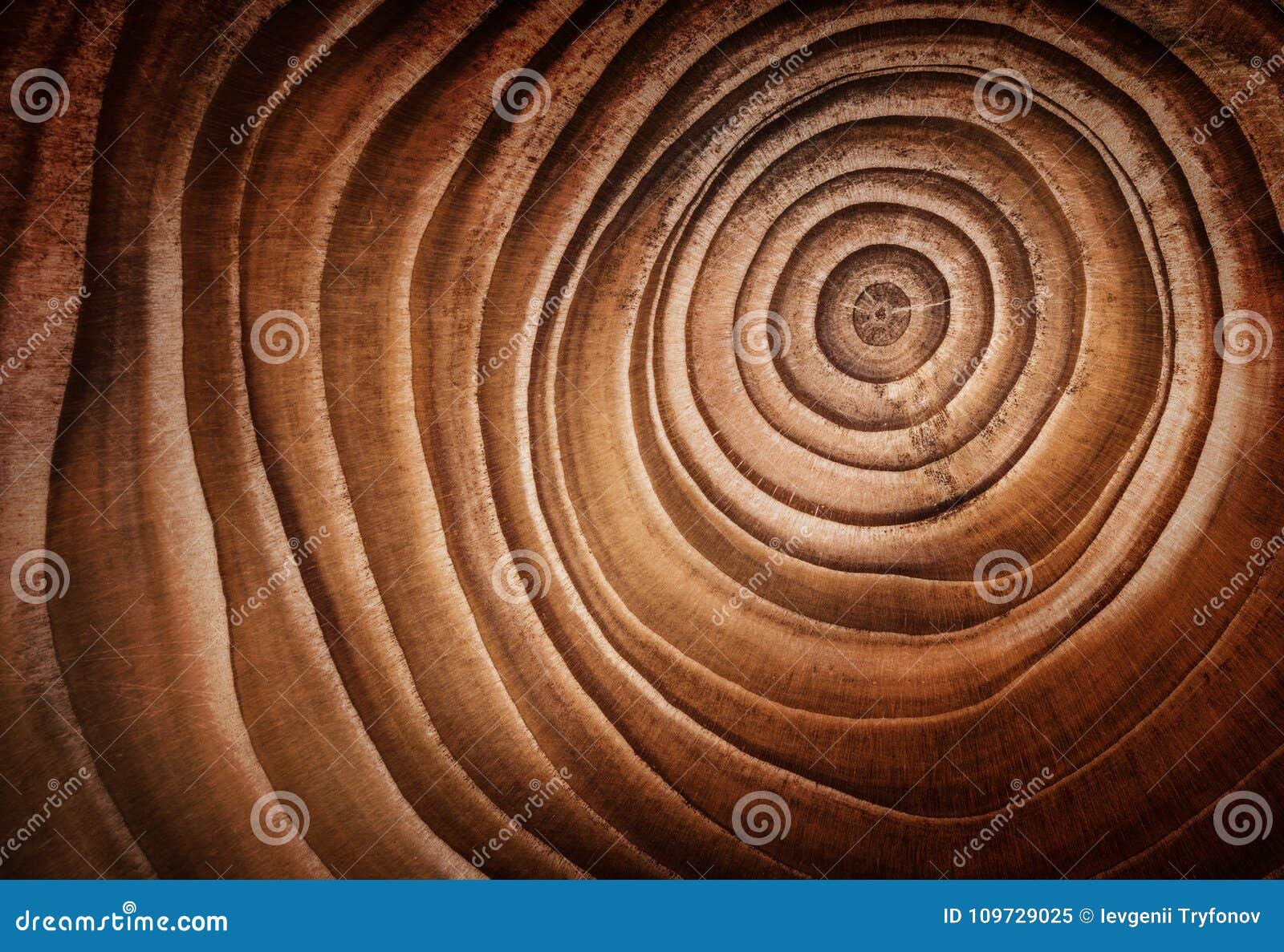 wood larch texture of cut tree trunk.