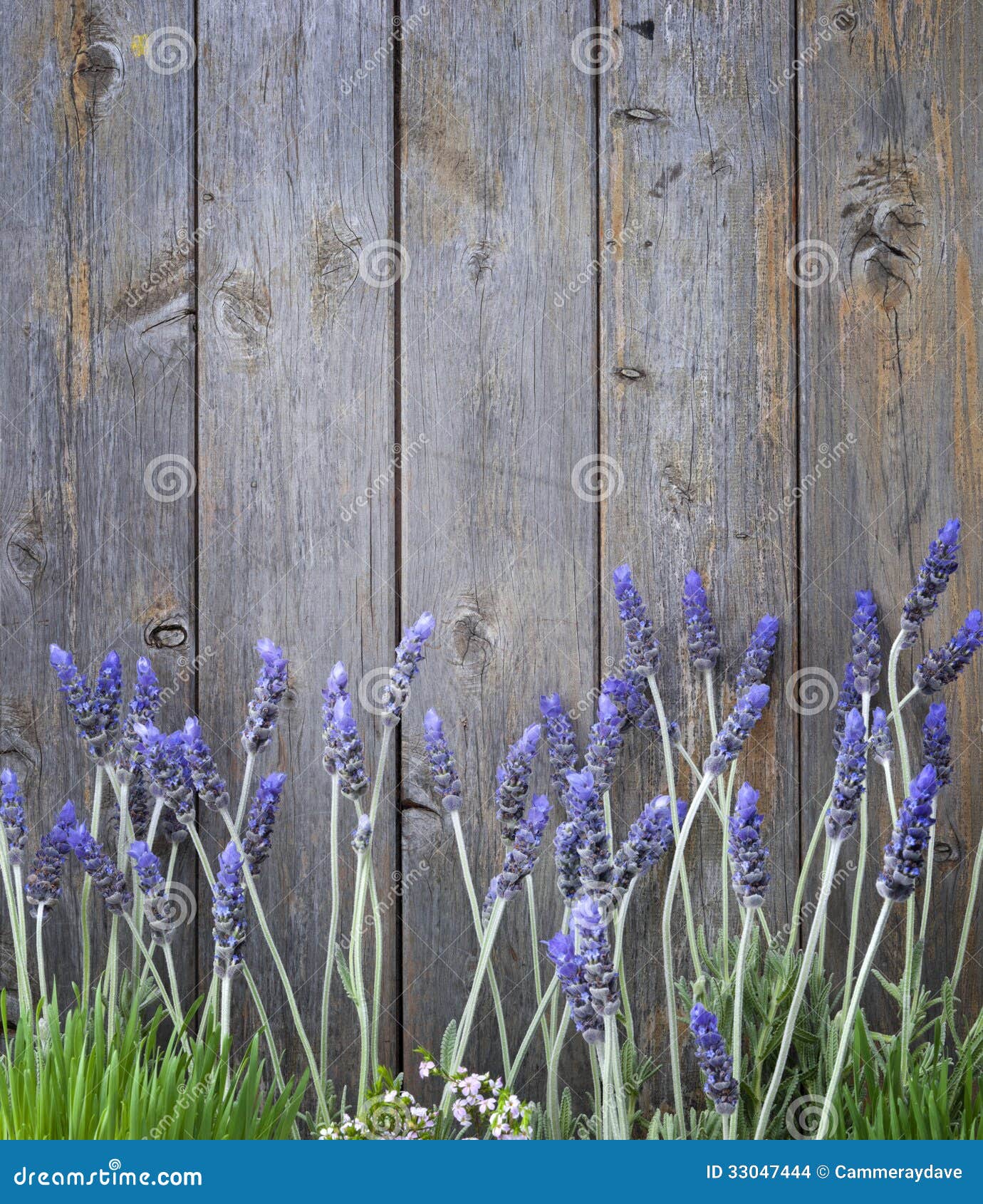4,412 Backgrounds Lavender Stock Photos - Free & Royalty-Free Stock Photos  from Dreamstime
