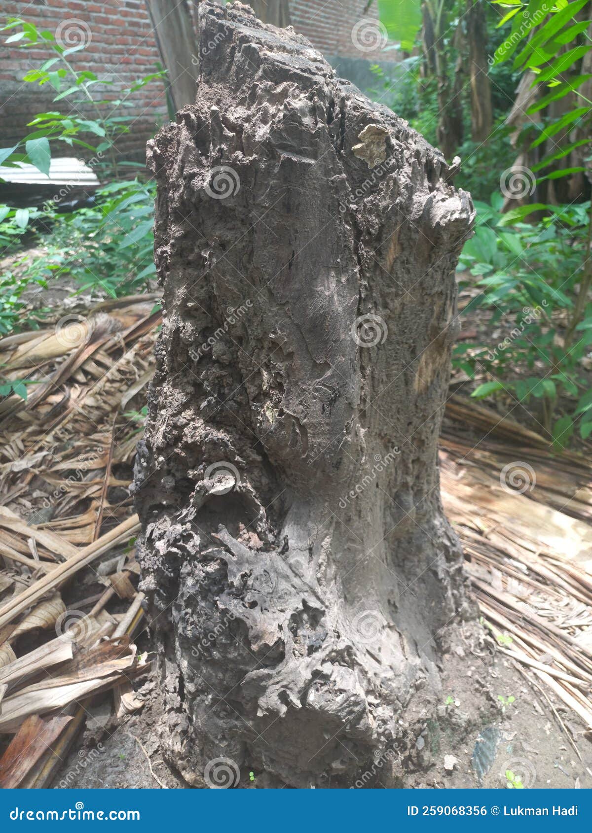 Wood Left Over from a Dead Tree Stock Photo Image of rock, leaf