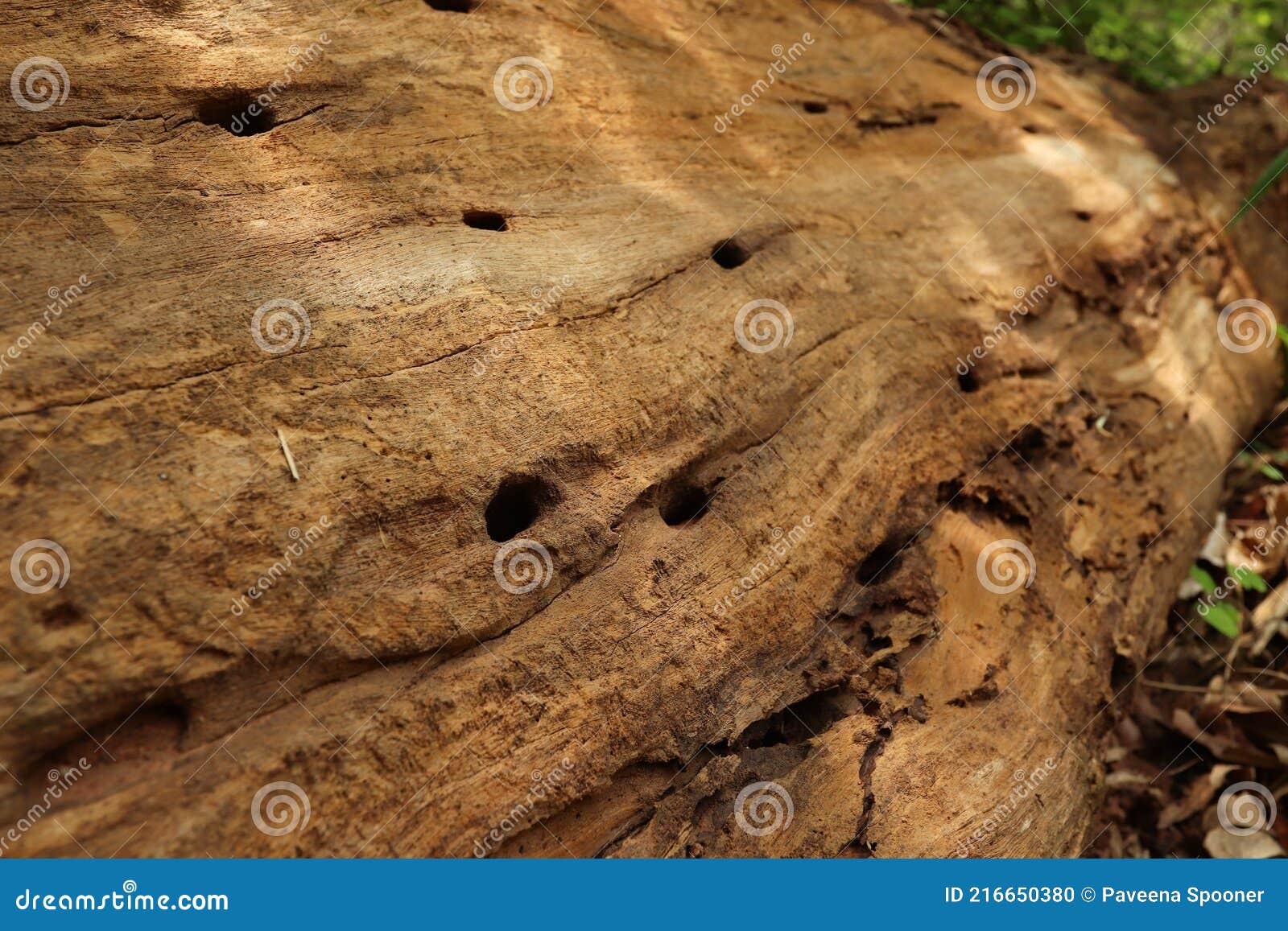 Wood Marks Were Eaten by Termites Texture of Tree Eaten by Termites