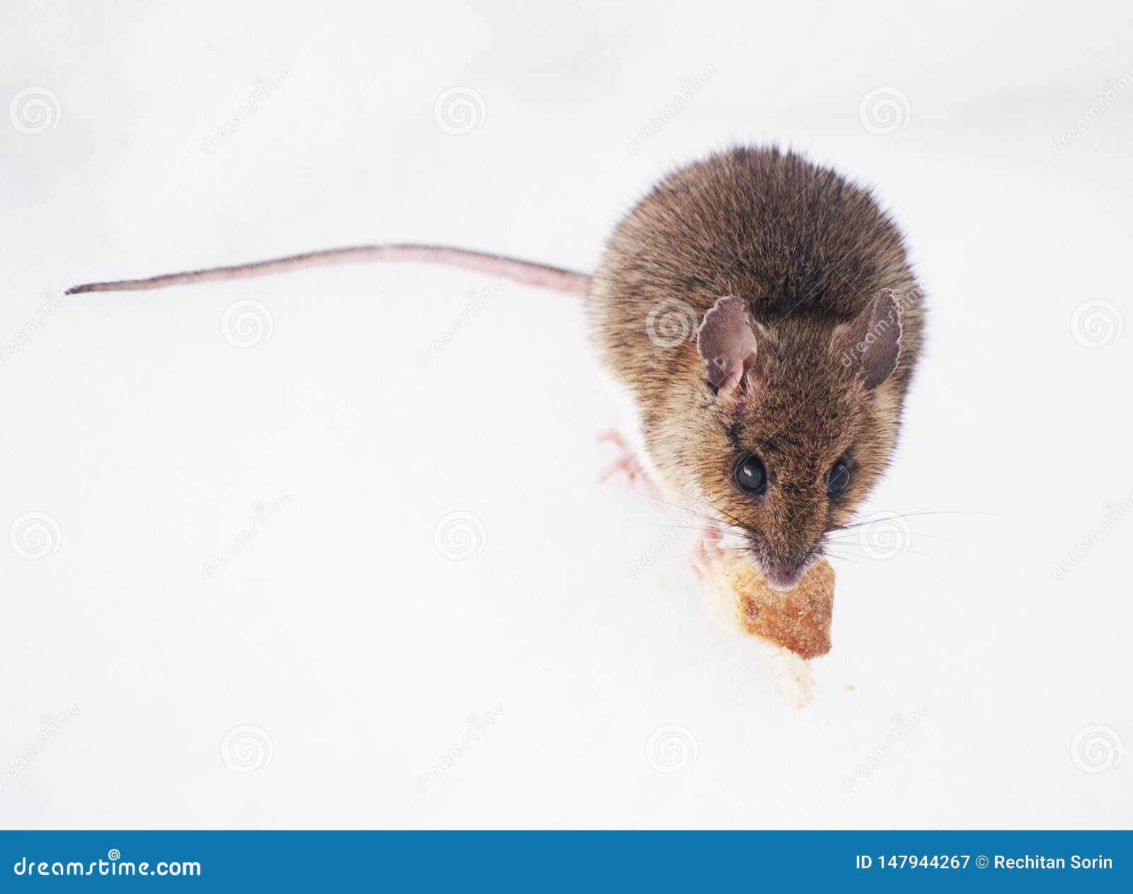 Wood Mouse Eating on the Snow in Retezat Mountains in Early Springtime Biology Diagrams