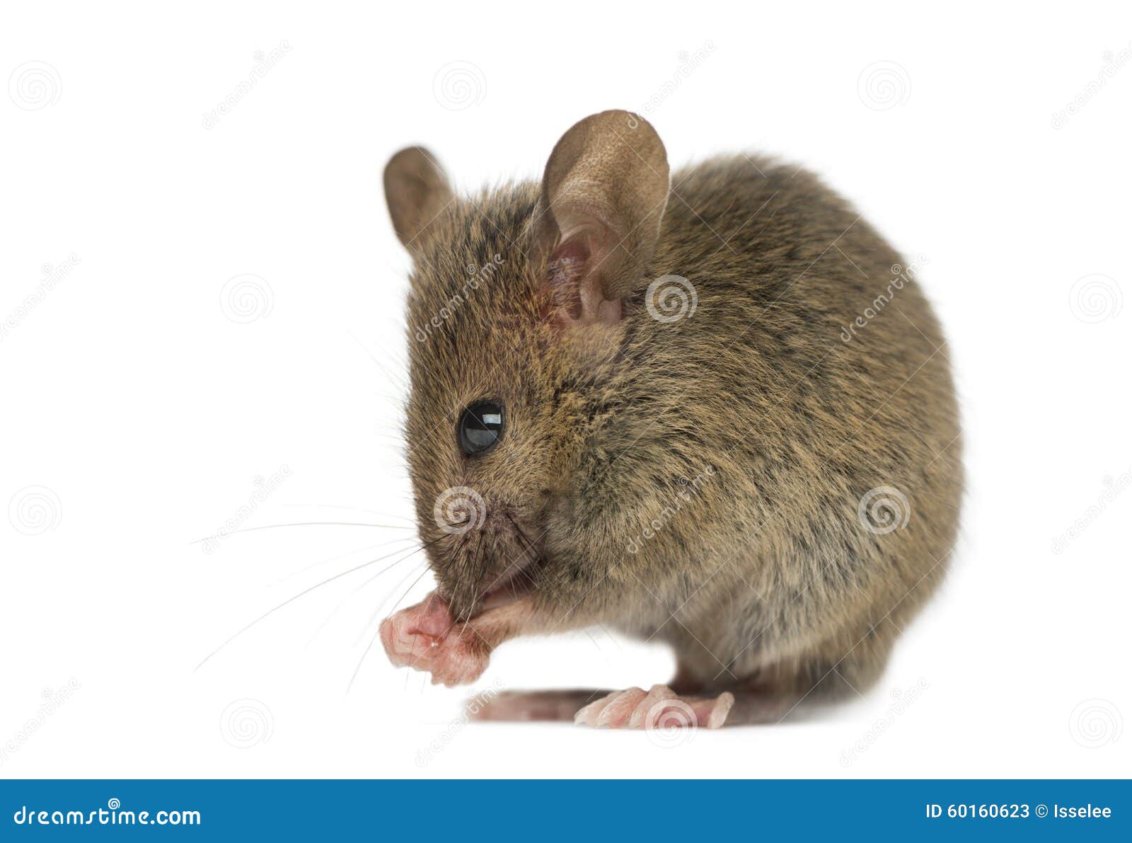 Wood mouse cleaning itself stock image. Image of common 60160623
