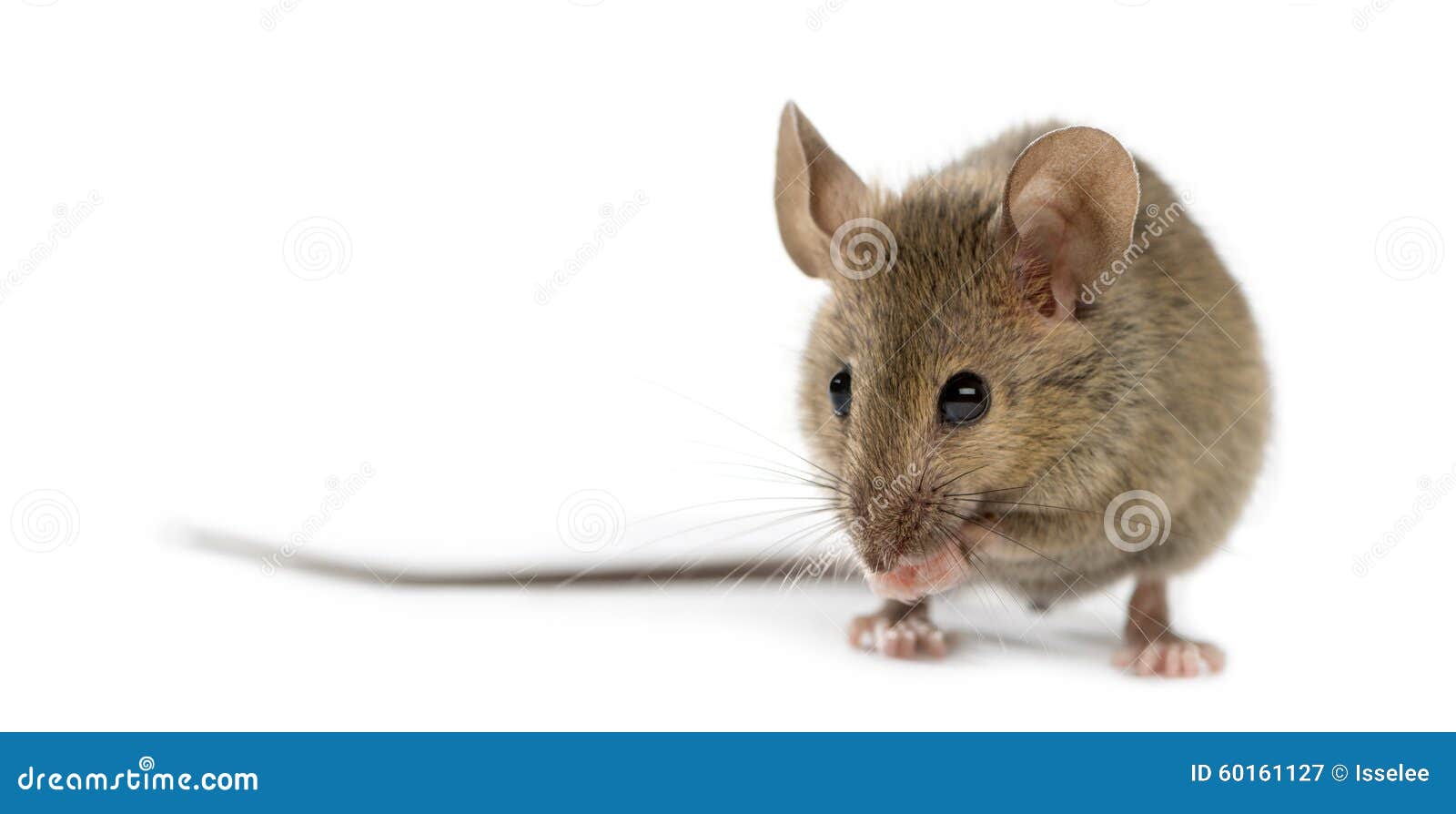 Wood mouse cleaning itself stock image. Image of brown 60161127