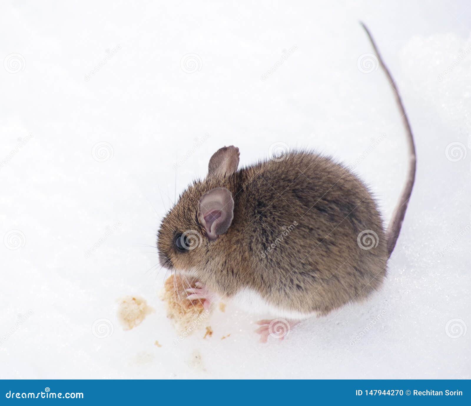 Wood Mouse Eating on the Snow, in Retezat Mountains in Early Springtime.  Stock Photo - Image of fall, leaf: 147944270