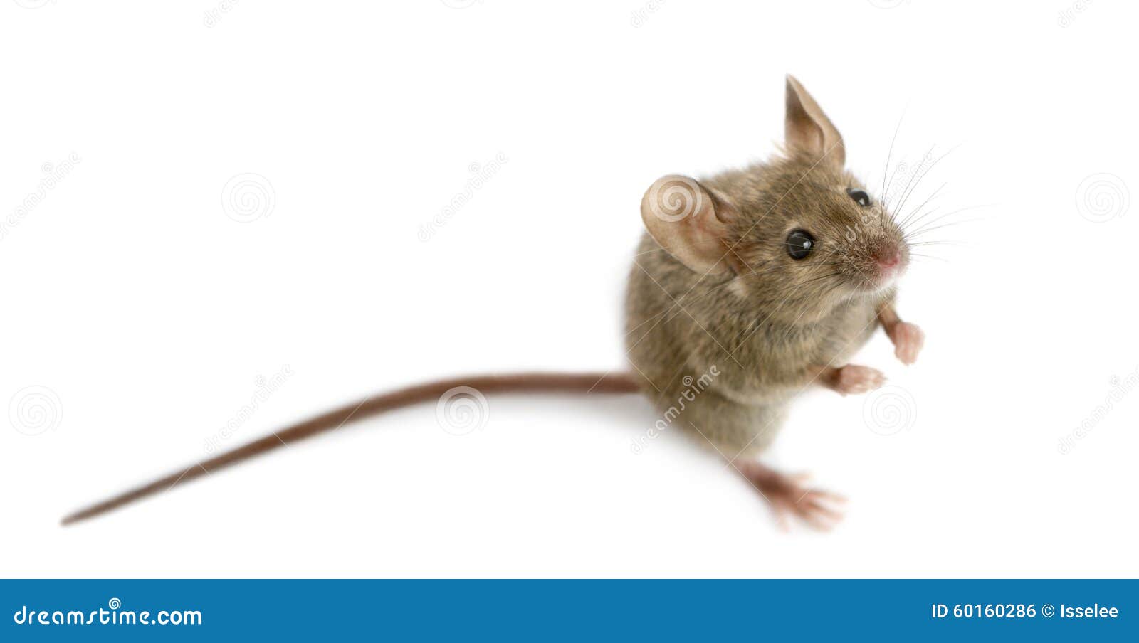 wood mouse in front of a white background
