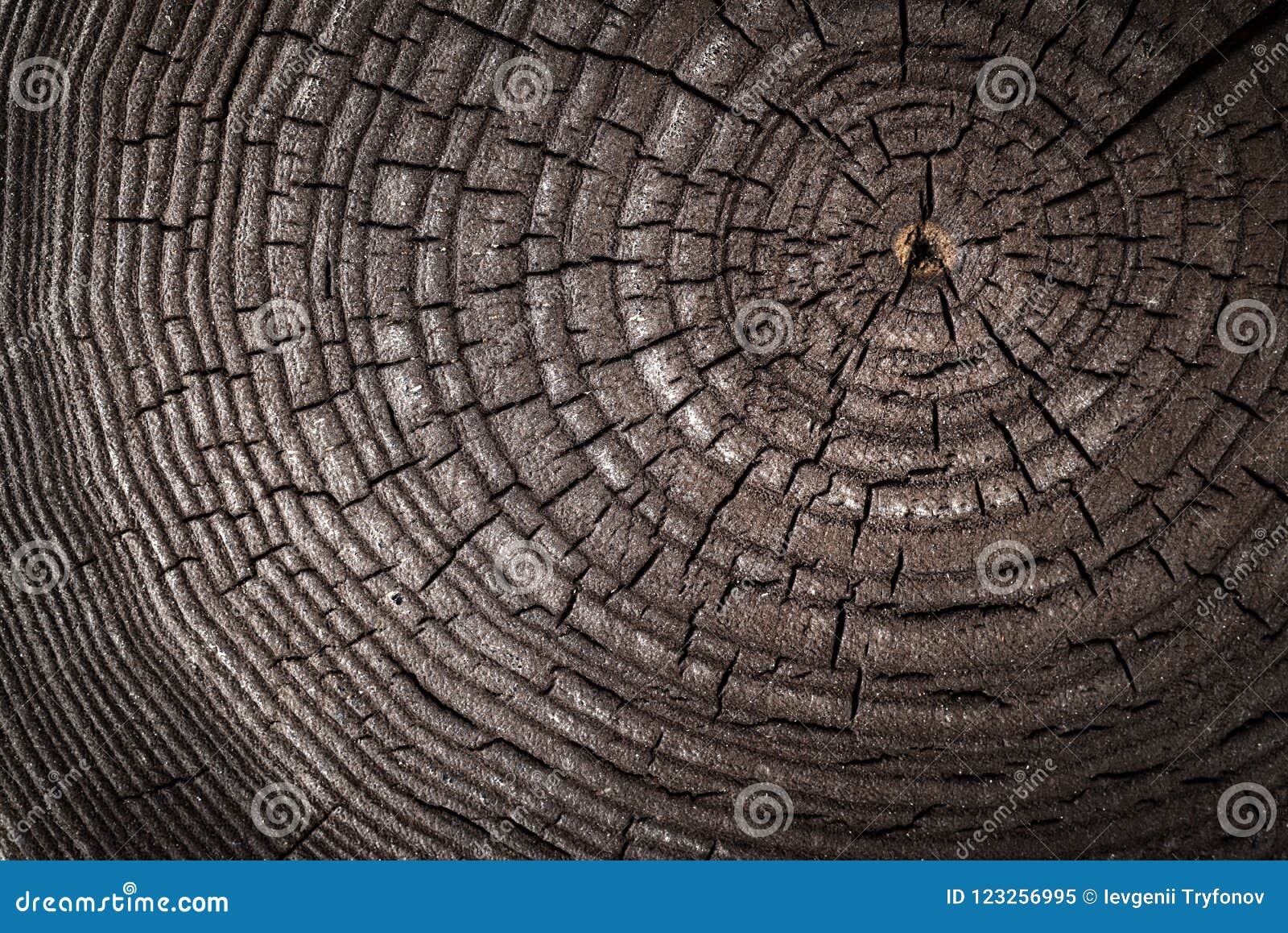 wood old ash texture of cut tree trunk, close-up. macro shot. as