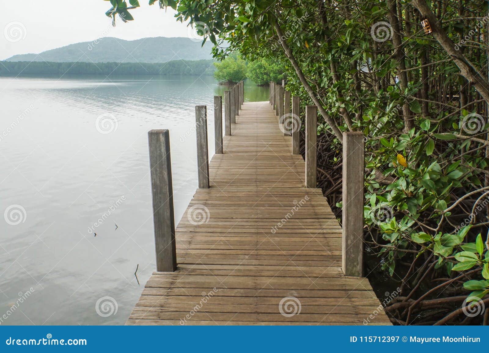 wood pieces walkway along the river in mangrove forest