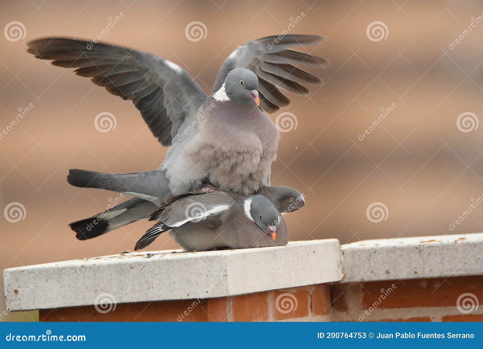 wood pigeons