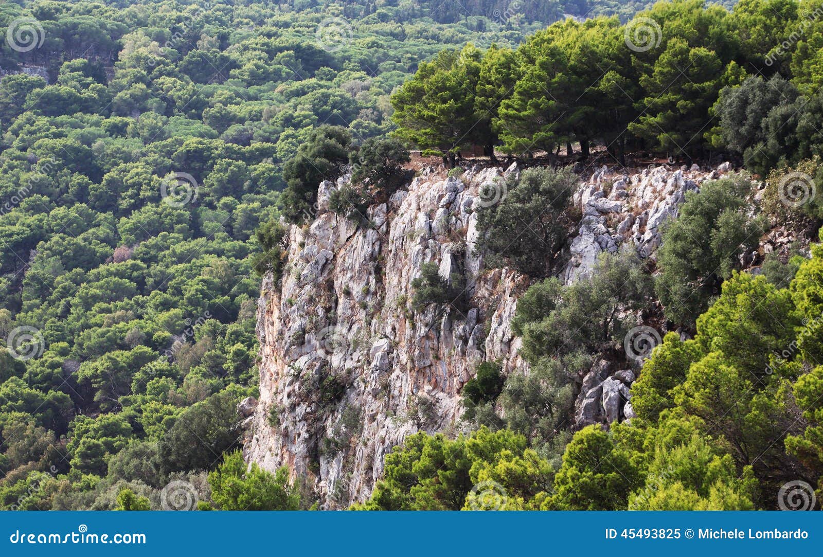 Wood of Pine Trees, and a Rocky Cliff Stock Image Image of forests