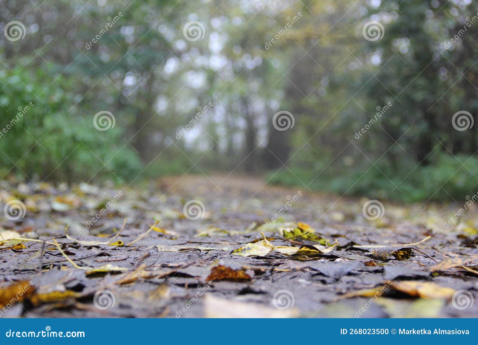 Wood in the rain stock photo. Image of sunlight, woodland 268023500