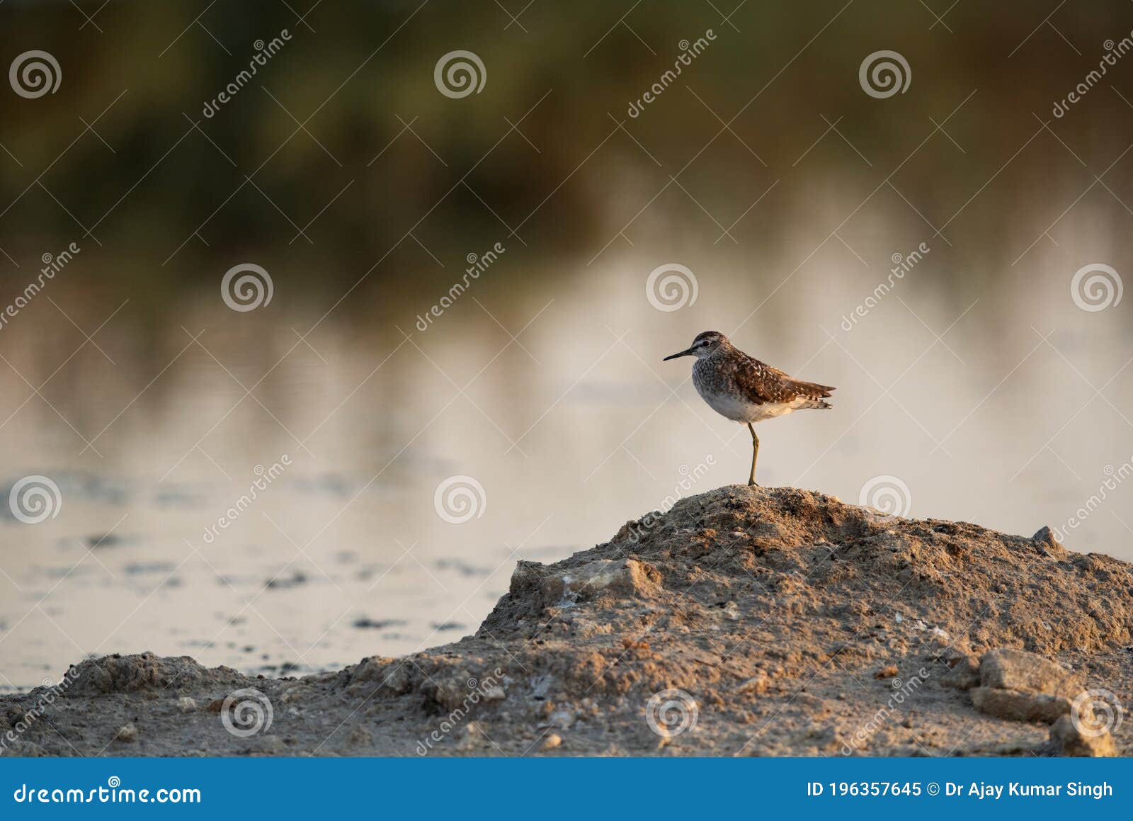 a wood sandpiper on a mound at asker marsh, bahrain
