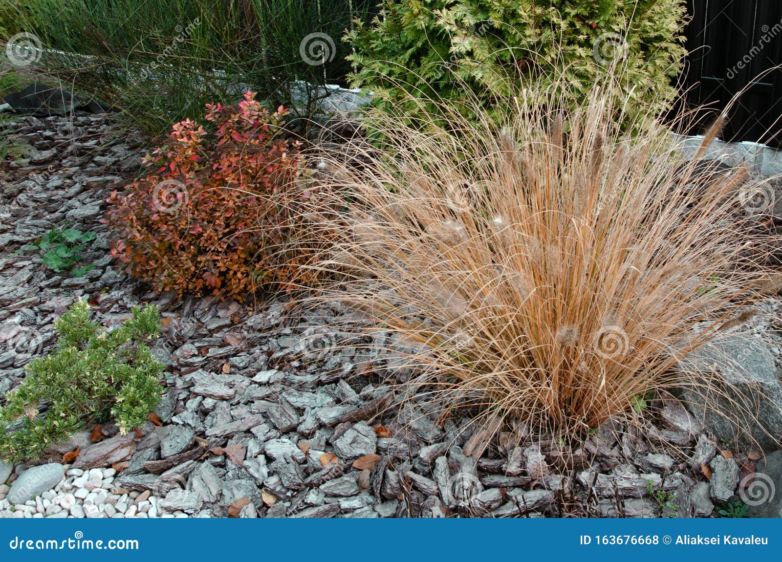 Wood Sawdust For The Garden Background From A Tree Bark Stock