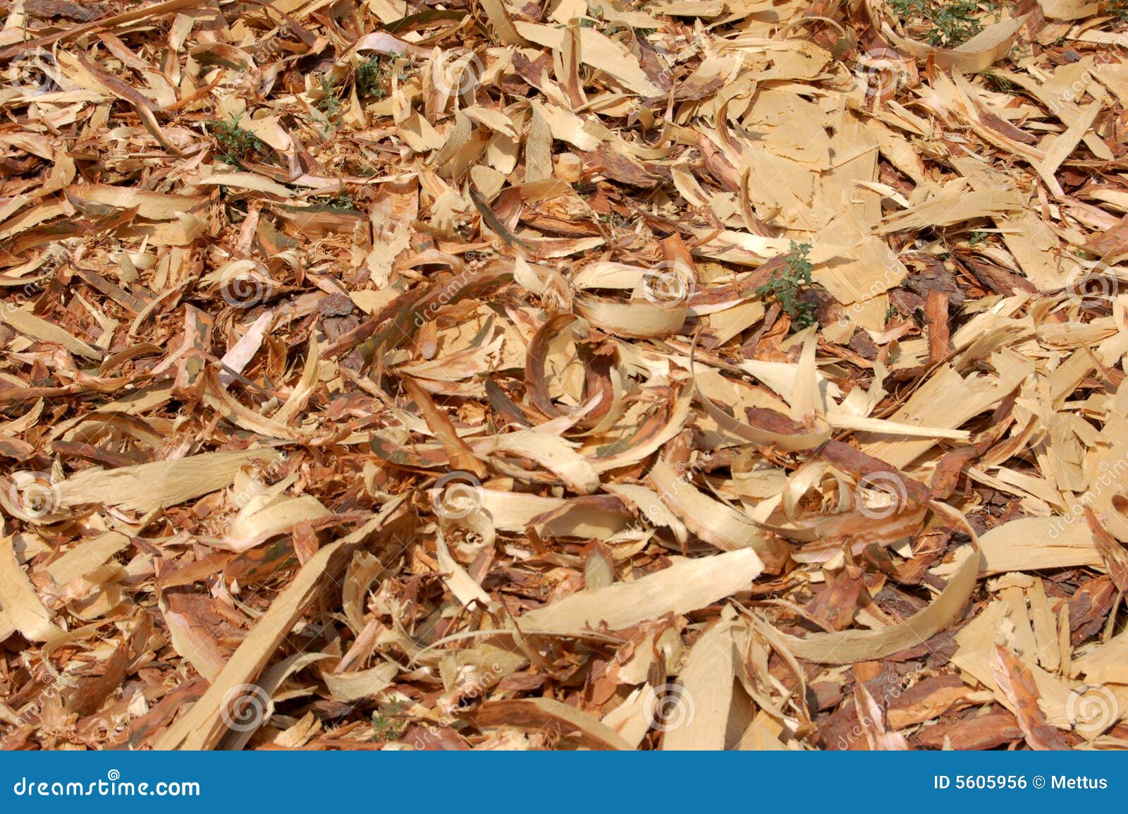Wood shavings stock photo. Image of forest, carpentry 5605956