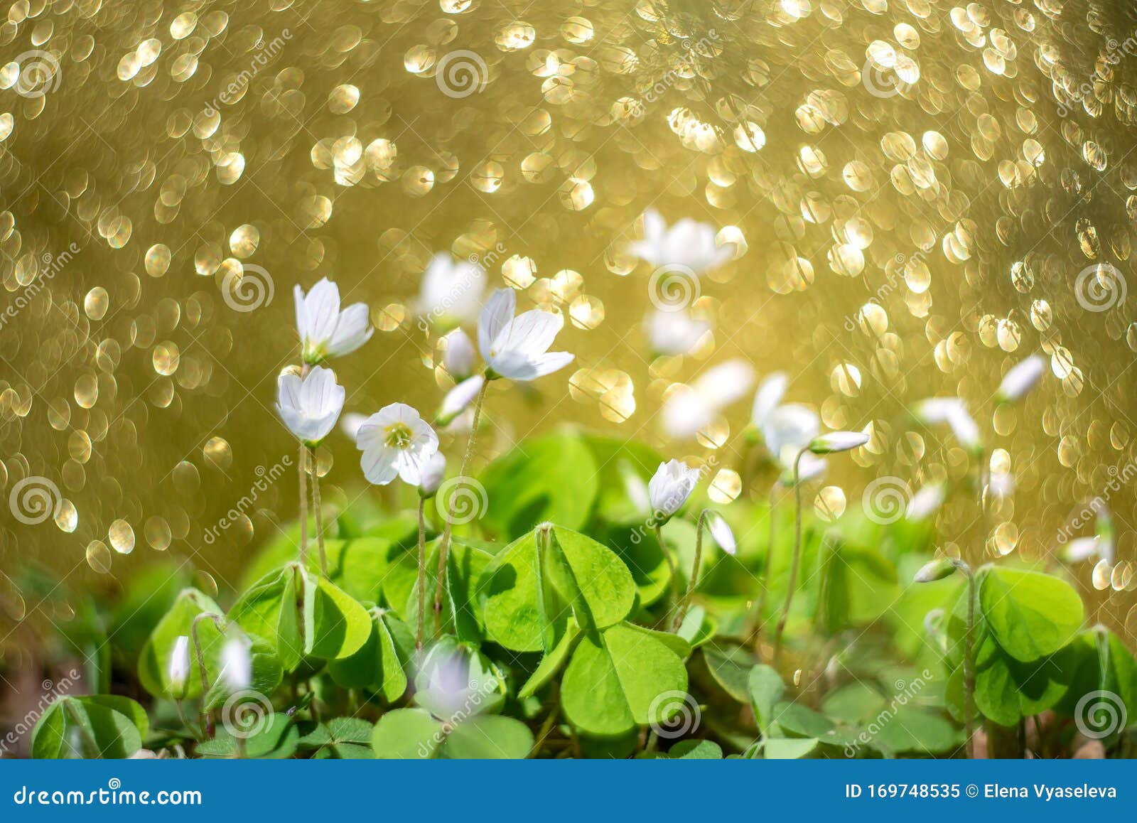 Wood Sorrel Oxalis Little White Flowers In Spring Forest Close Up Stock Image Image Of Field Flower Wood Sorrel Oxalis Little White Flowers In Spring Forest Close Up Stock Image Image Of Field Flower