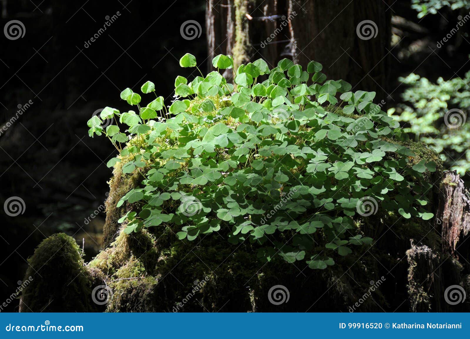 wood-sorrel. oxalis oregana, growing on old growth tree stump in forest