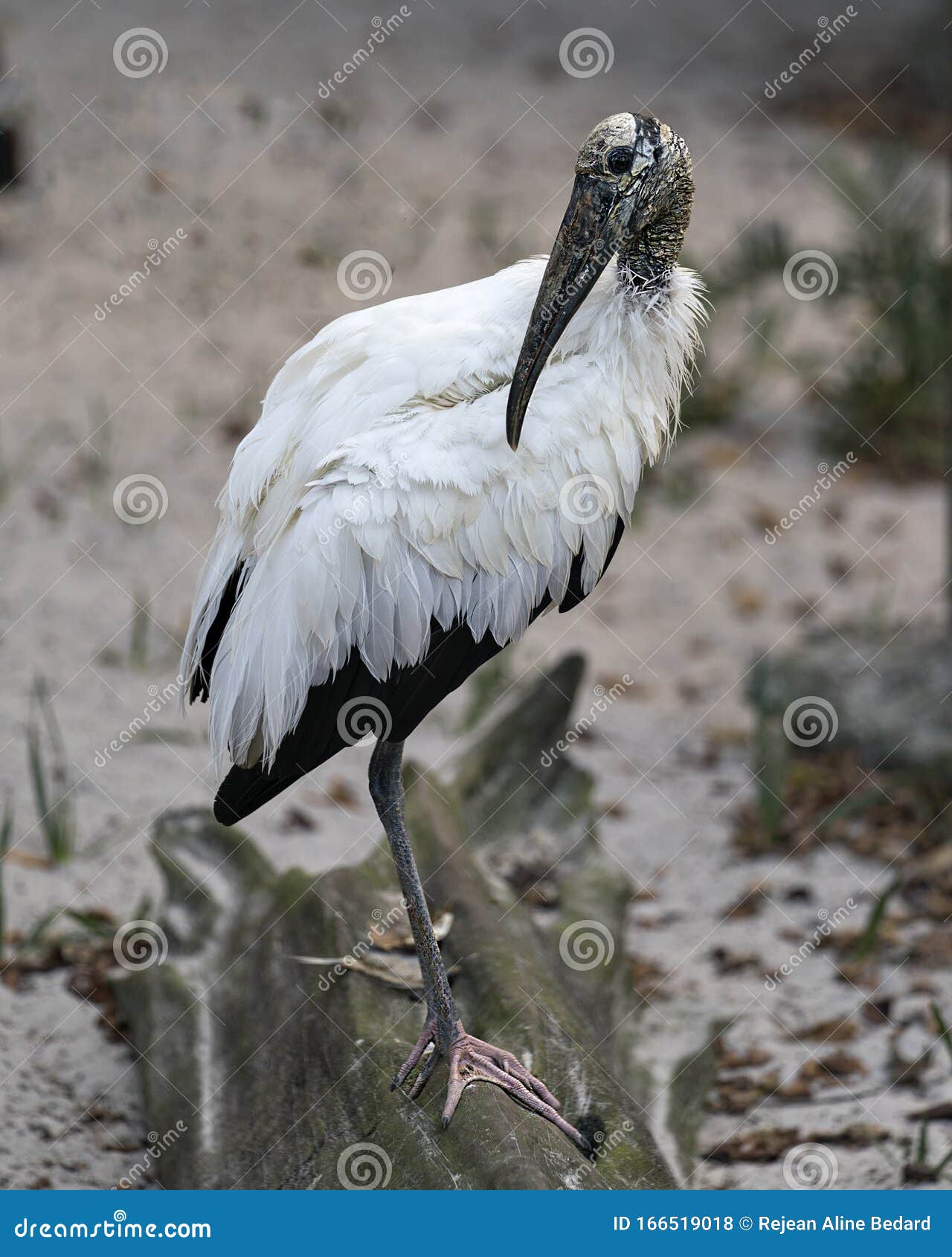 wood stork bird stock photos.  wood stork bird close-up profile view perched on a log with bokeh background