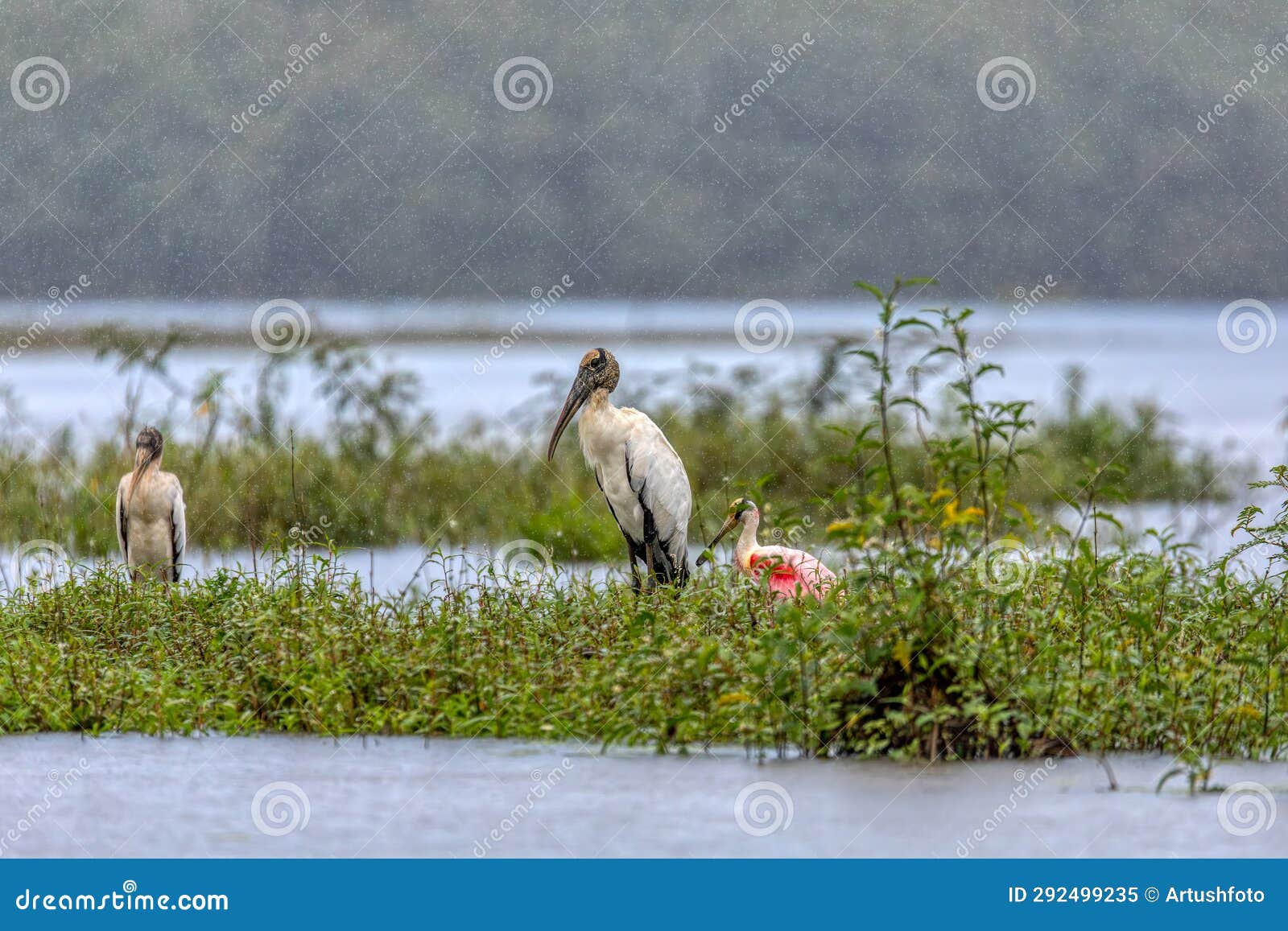 wood stork - mycteria americana. refugio de vida silvestre cano negro, wildlife and bird watching in costa rica