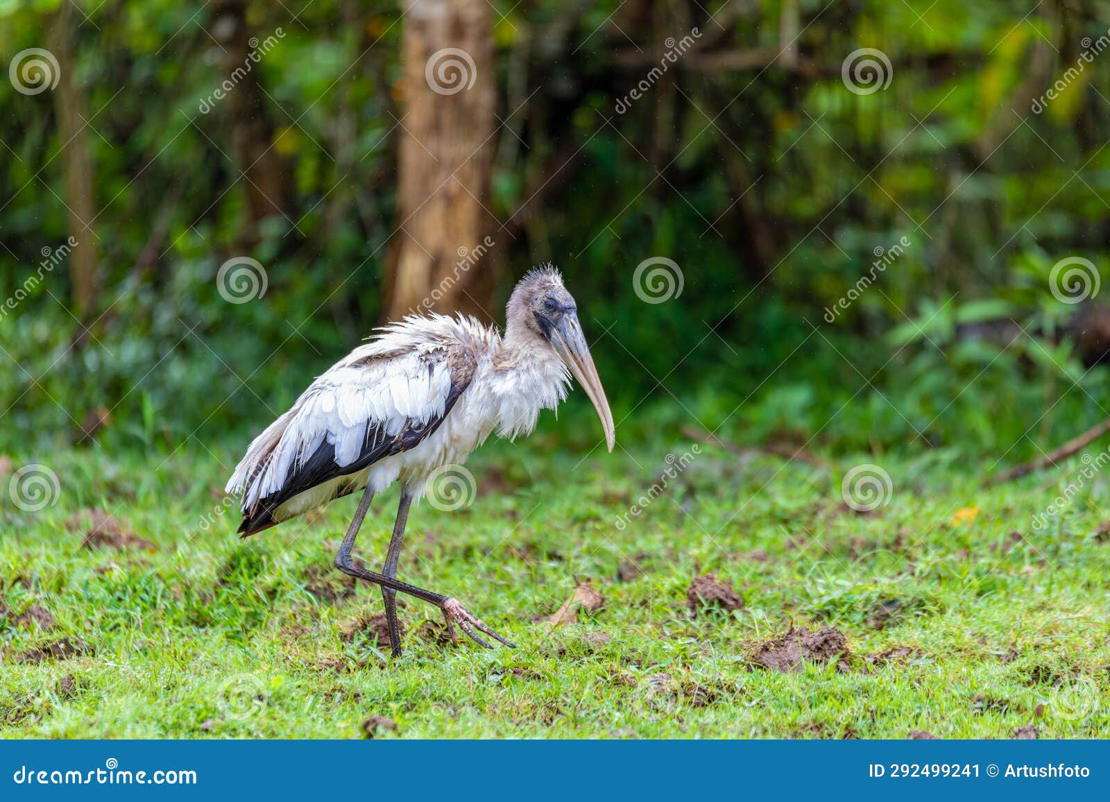 wood stork - mycteria americana. refugio de vida silvestre cano negro, wildlife and bird watching in costa rica