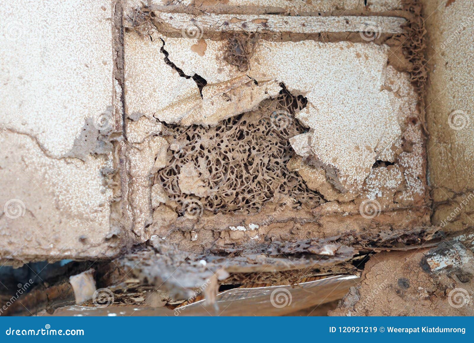 Wood Structures Destroyed by Termites Stock Image Image of repair