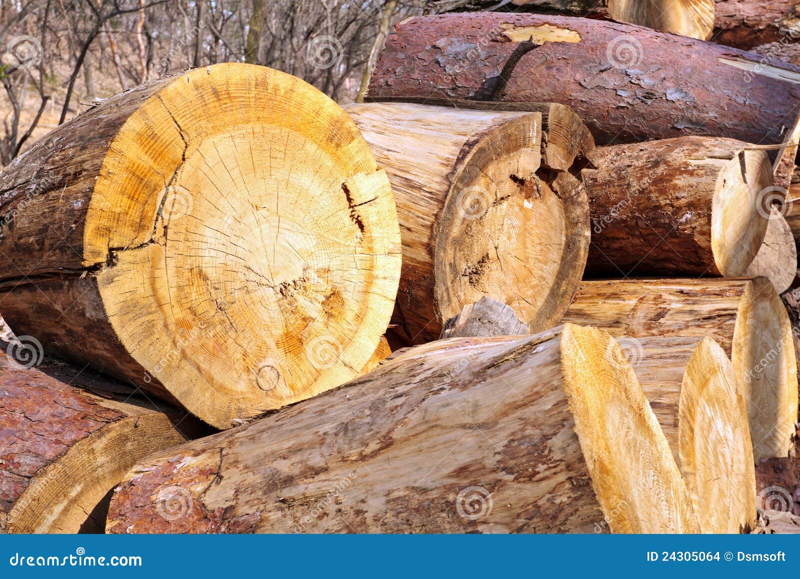 Wood stumps stock photo. Image of fuelwood, materials 24305064