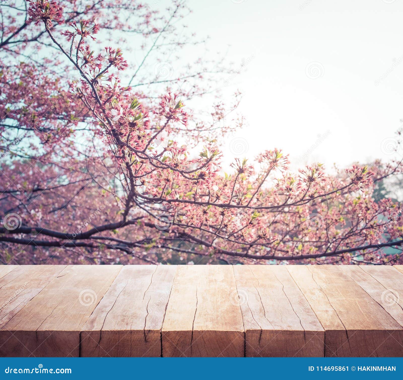 wood table top on blur sakura flower in garden background.nature