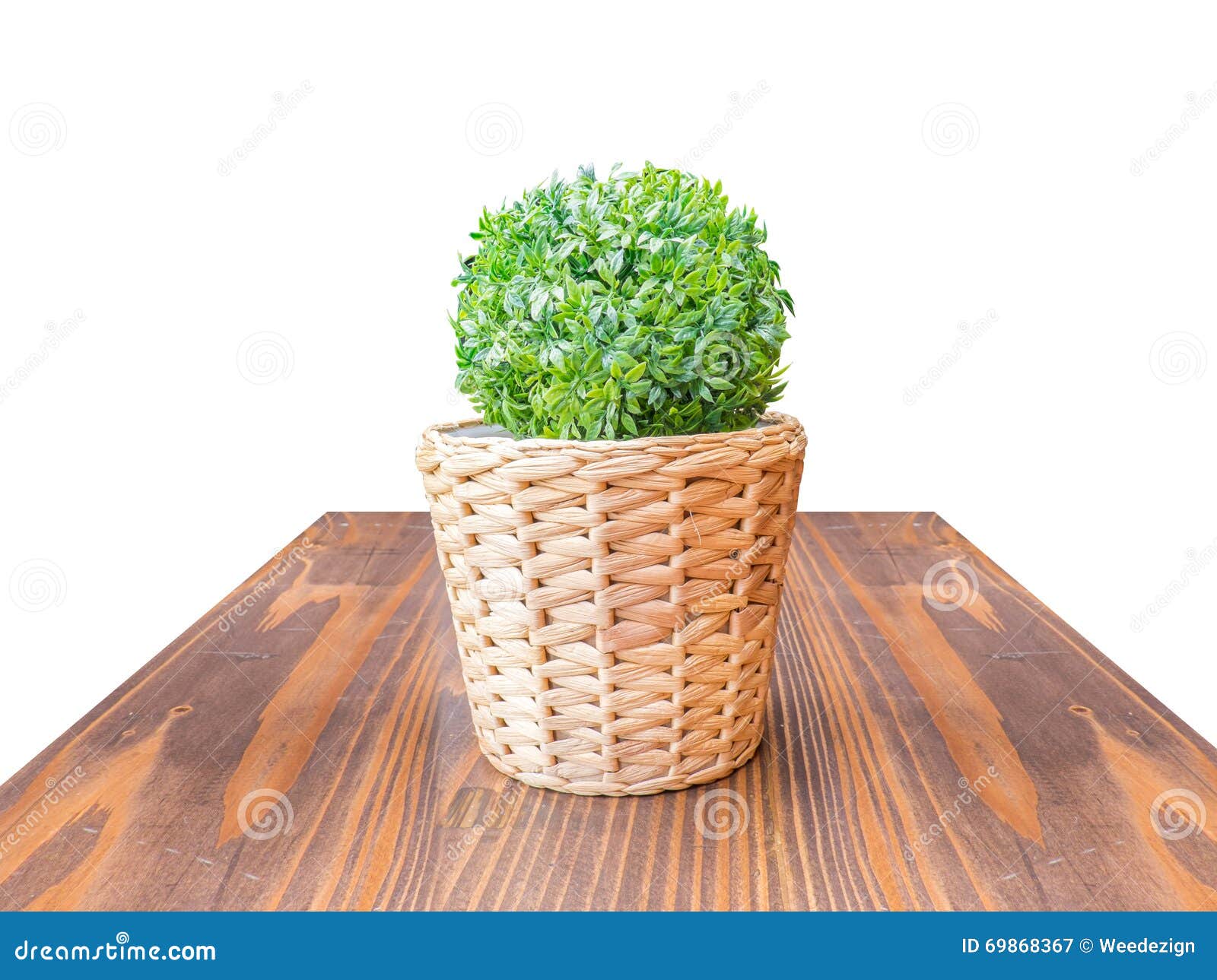Wood Table Top Green Bush in Wicker Basket Isolate on White Back Stock