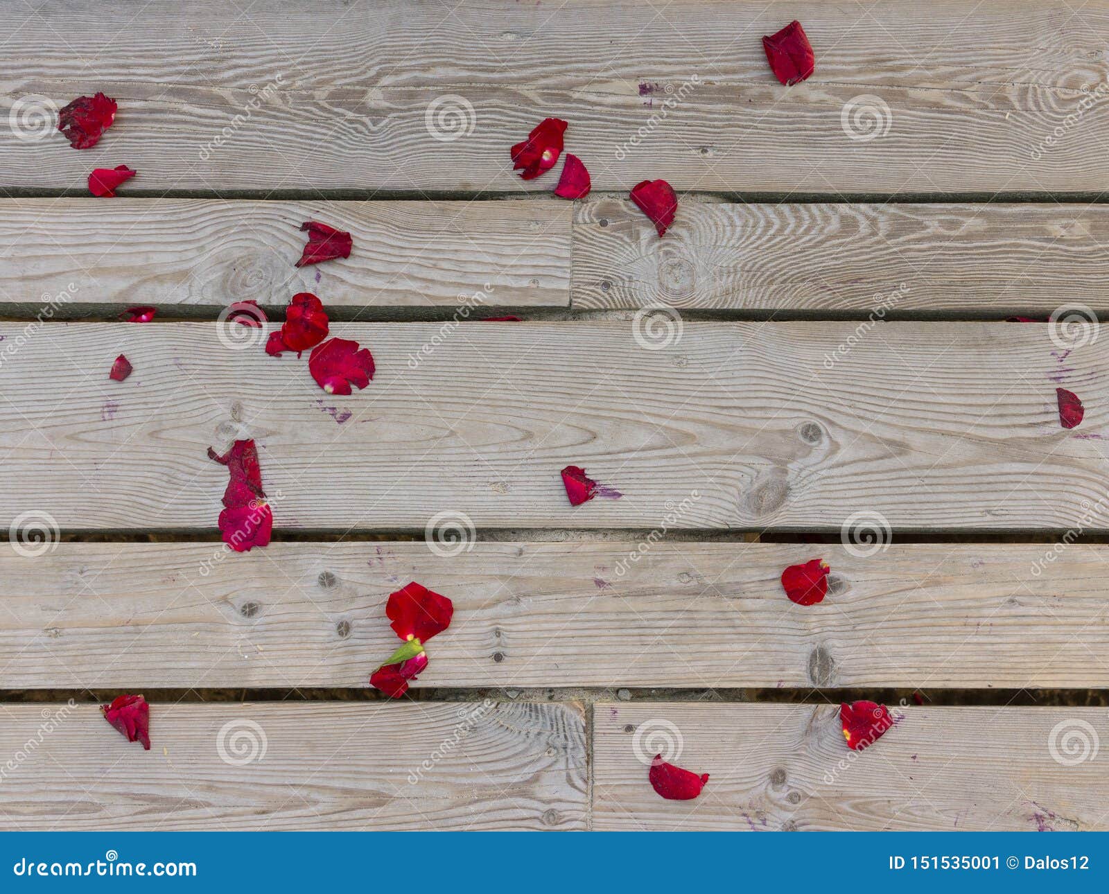 Red rose petals on wood planks. Wooden background, texture for graphic design and digital art. Wood texture for graphic design and digital art. Light wood texture background. Wood plank texture background. Abstract background. Space for text. Wood texture. Wood texture in closeup. Red rose petals over wooden background. Natural weathered grey wooden wall texture.