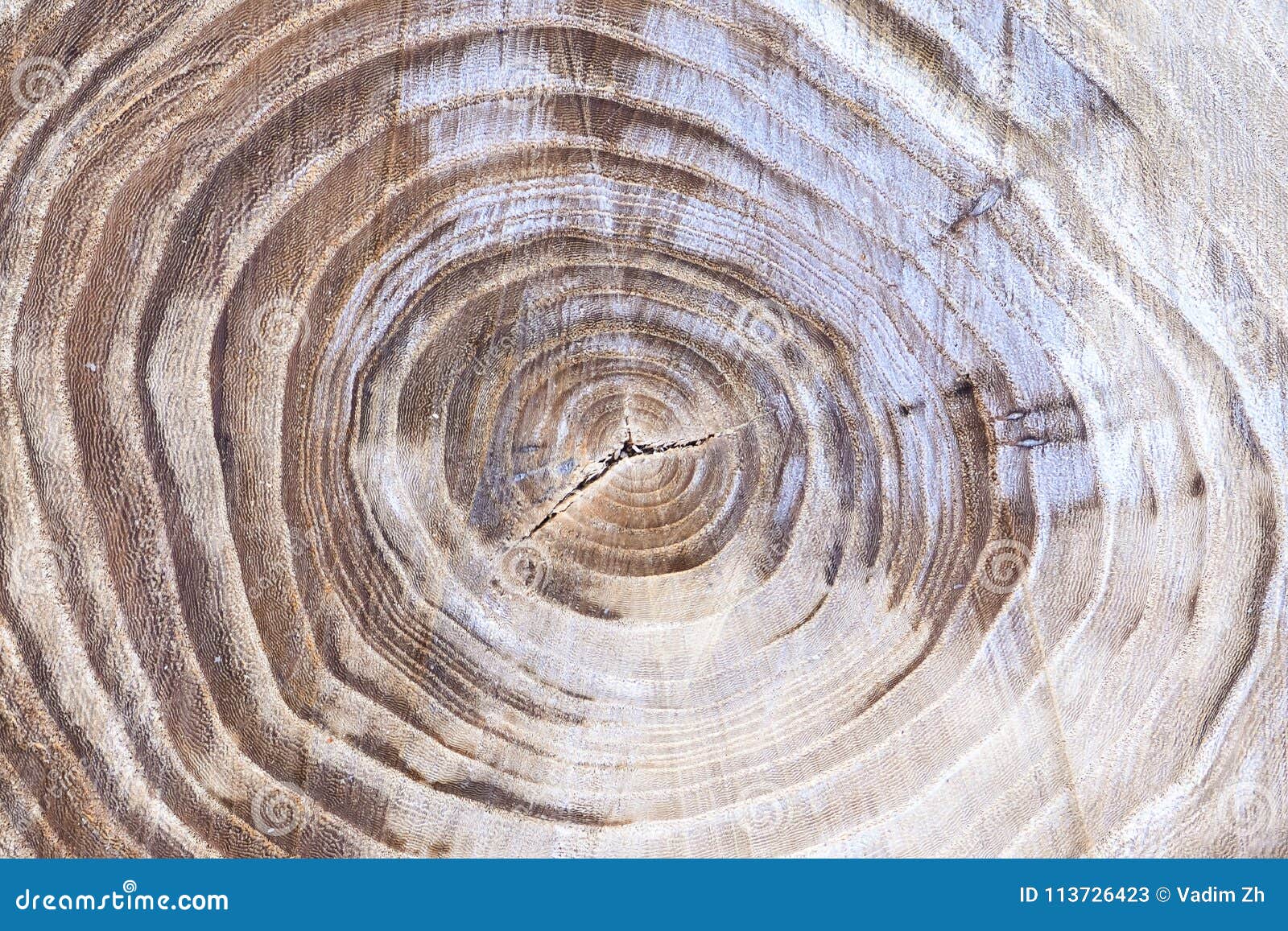 Annual growth rings in wood hi-res stock photography and images - Alamy