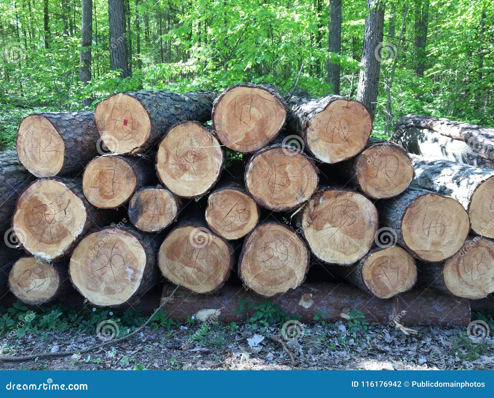 Wood, Tree, Lumber, Trunk Picture. Image 116176942