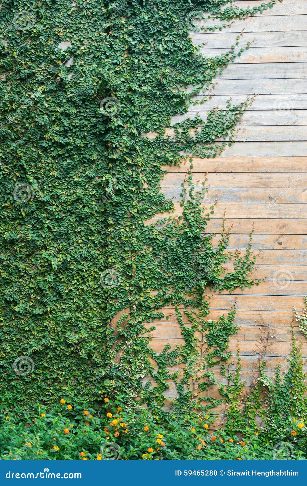 Wood wall with tree stock photo. Image of botany, outdoors 59465280