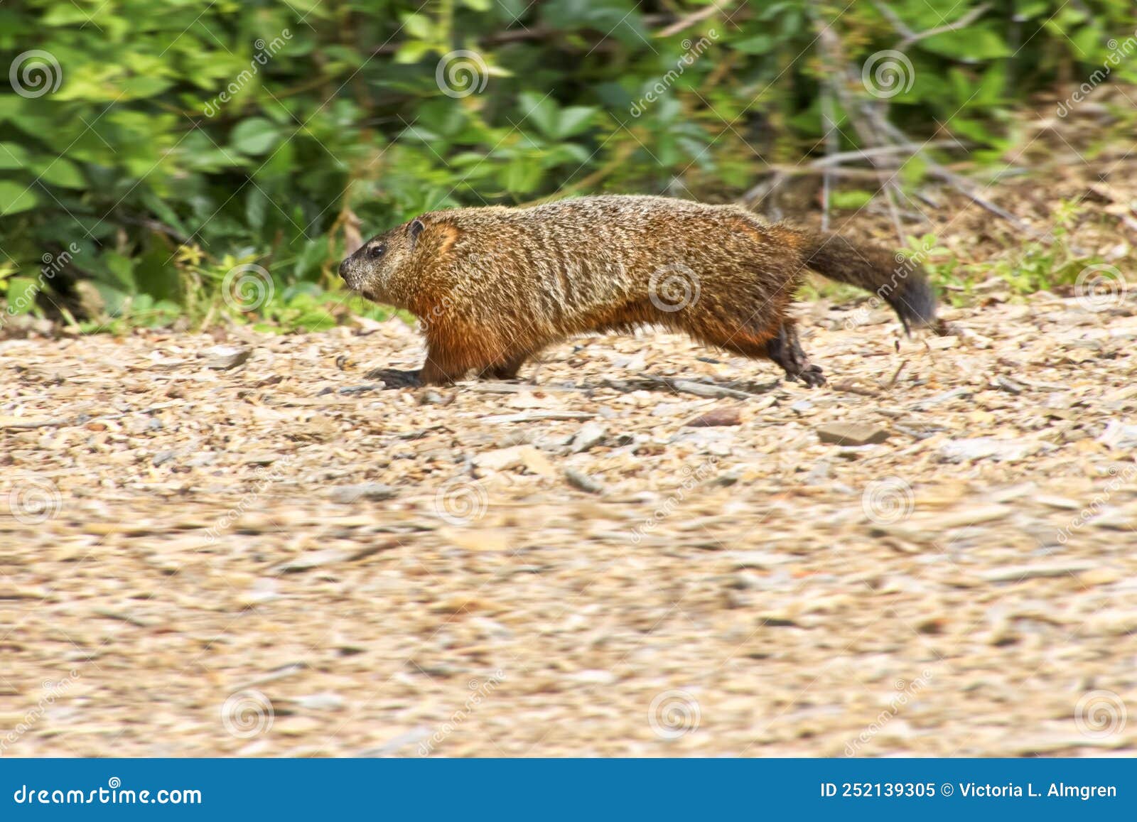 woodchuck in action running on path