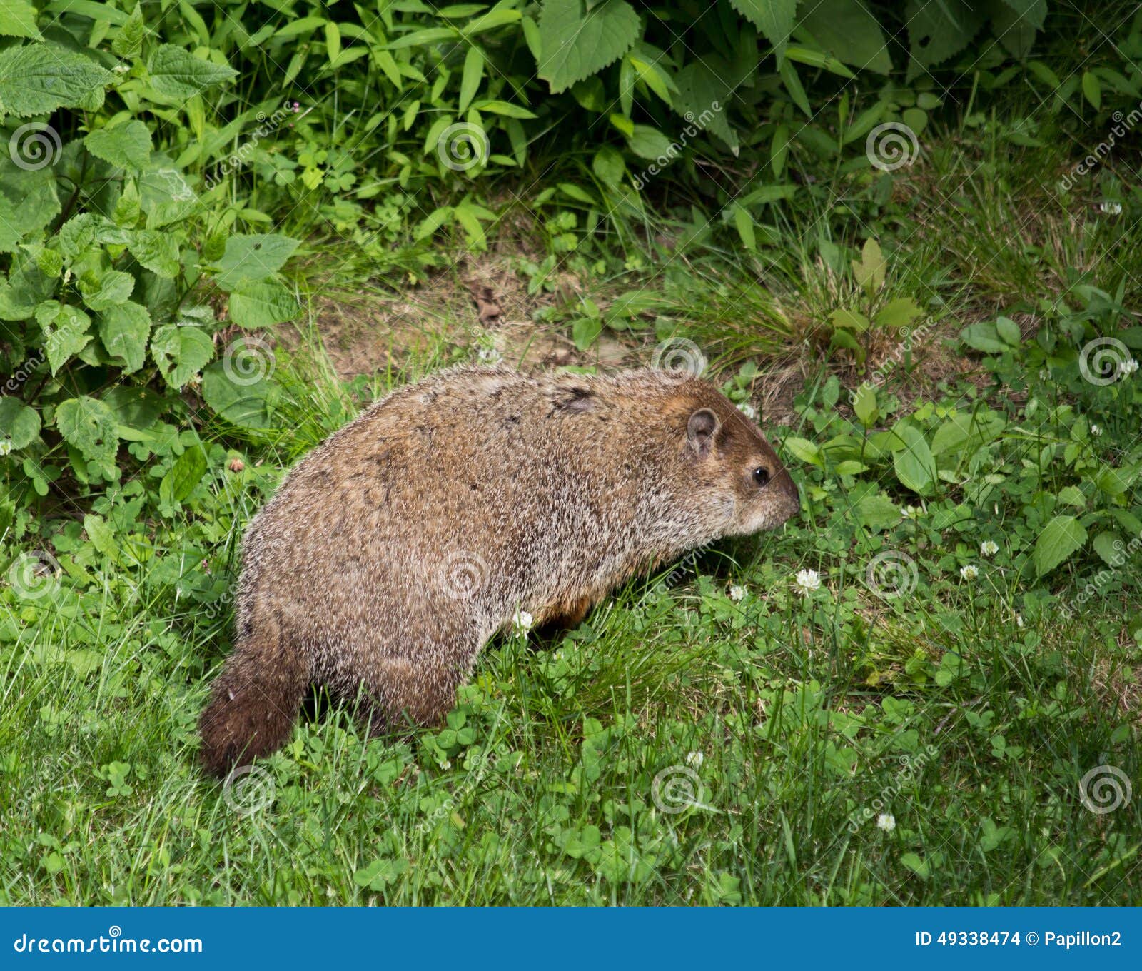 Woodchuck Eating Weeds in the Wilderness Stock Photo Image of brown