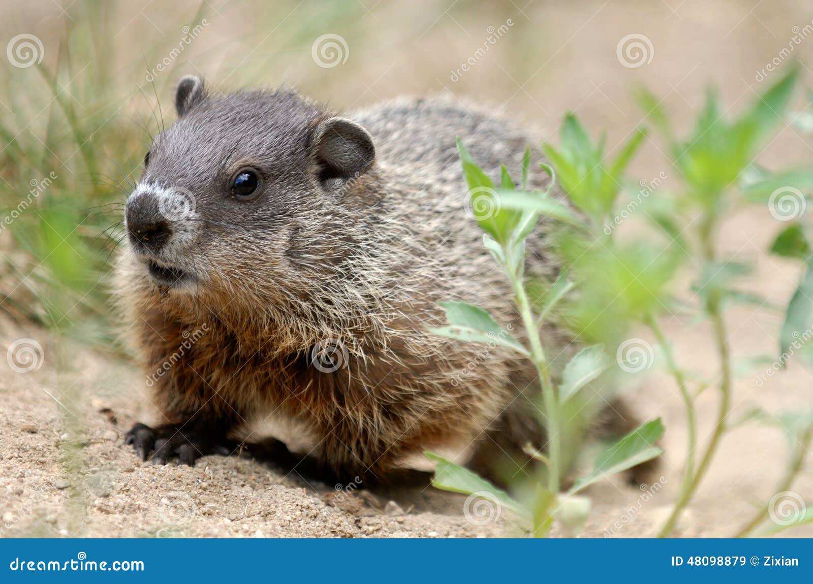 Woodchuck stock image. Image of woodchuck, green, grassn 48098879