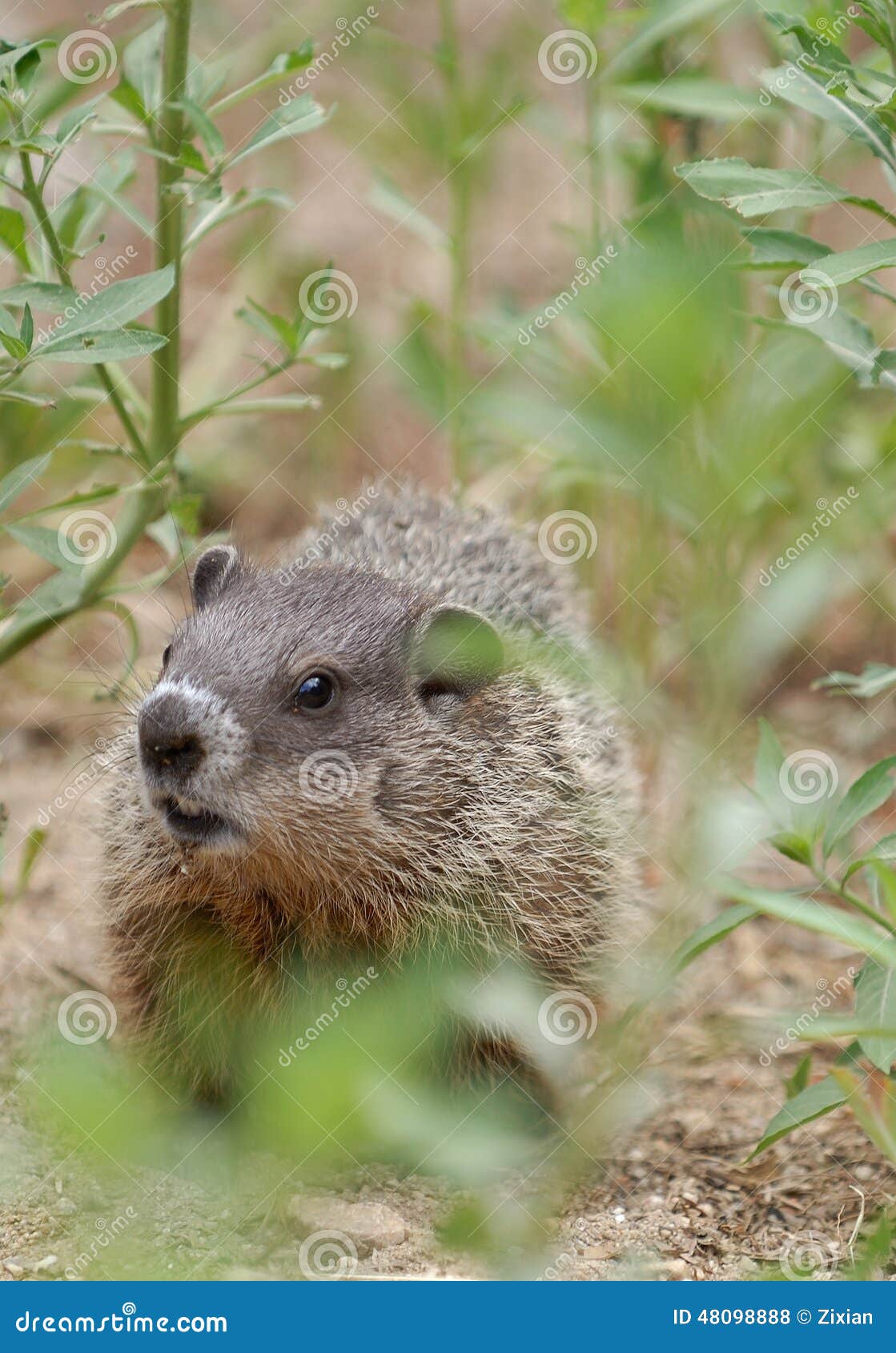 Woodchuck stock photo. Image of nature, outdoor, grassn 48098888