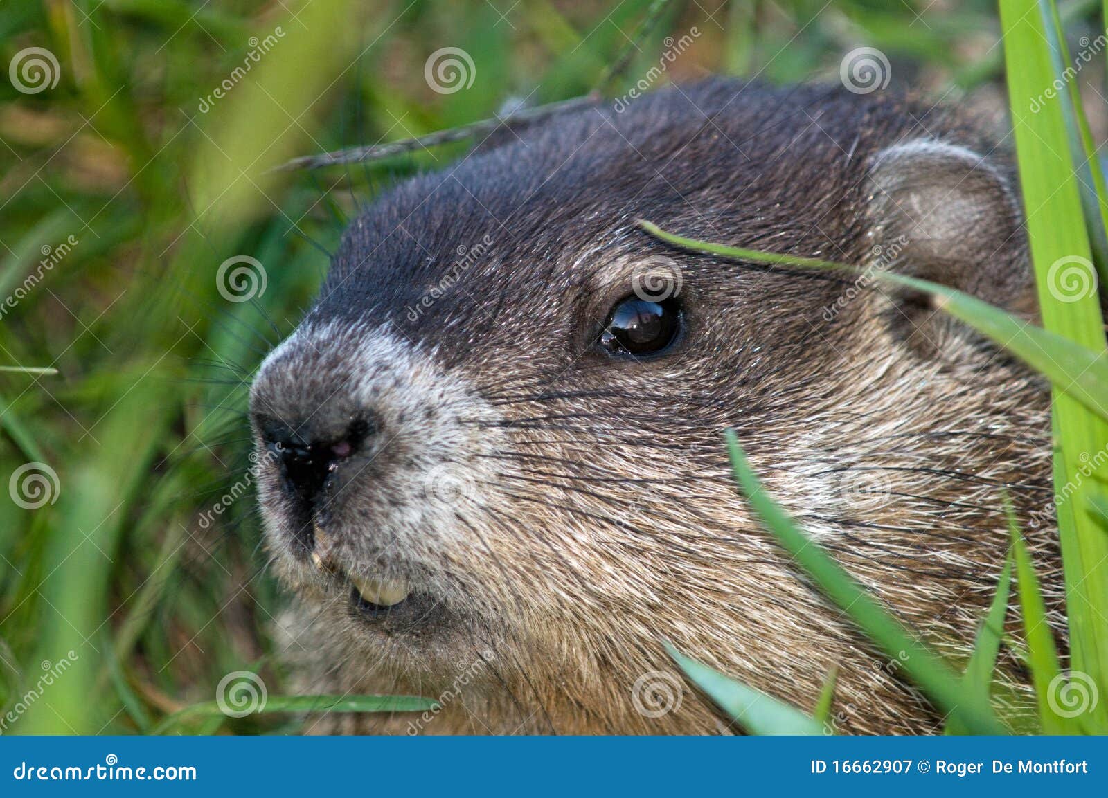 Woodchuck peering out stock image. Image of animal, closeup 16662907
