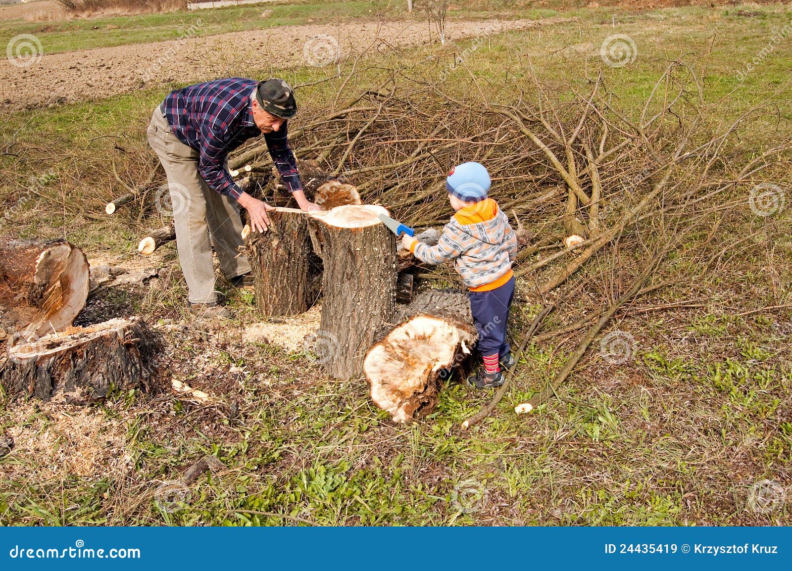 to find cut 2013 trees woodcutter