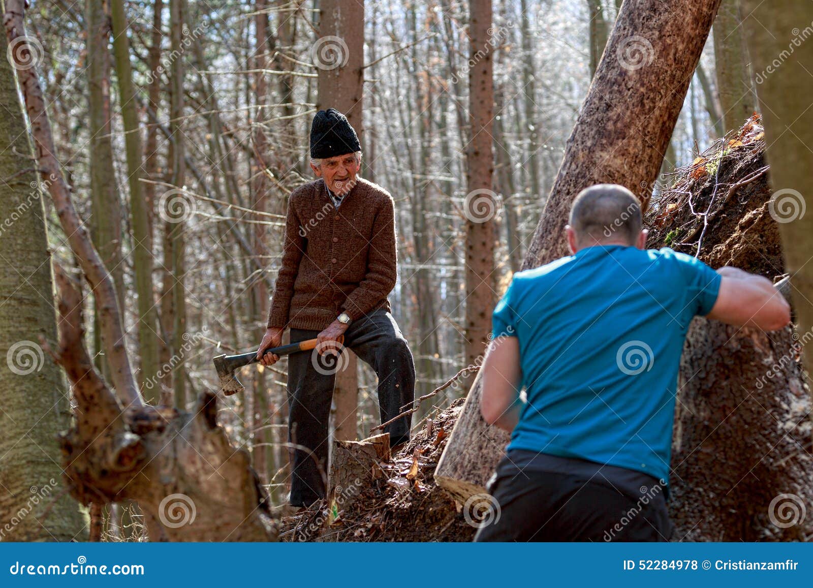 Woodcutters working stock photo. Image of cutting, forester 52284978