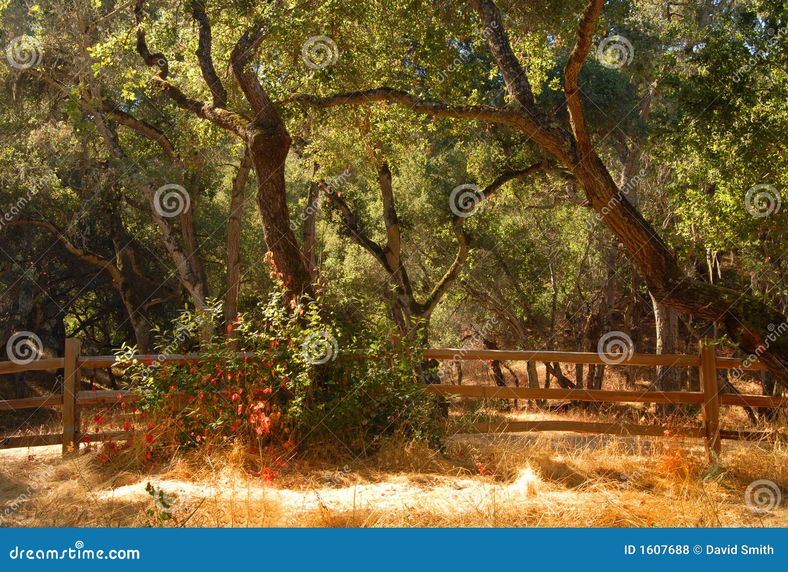 Wooded Setting in the Carmel Valley of California Stock Photo Image