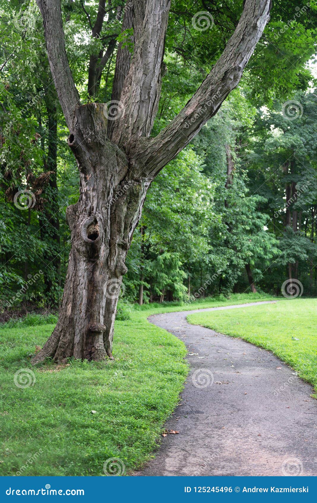 Wooded Summer Path stock photo. Image of summer, sidewalk 125245496