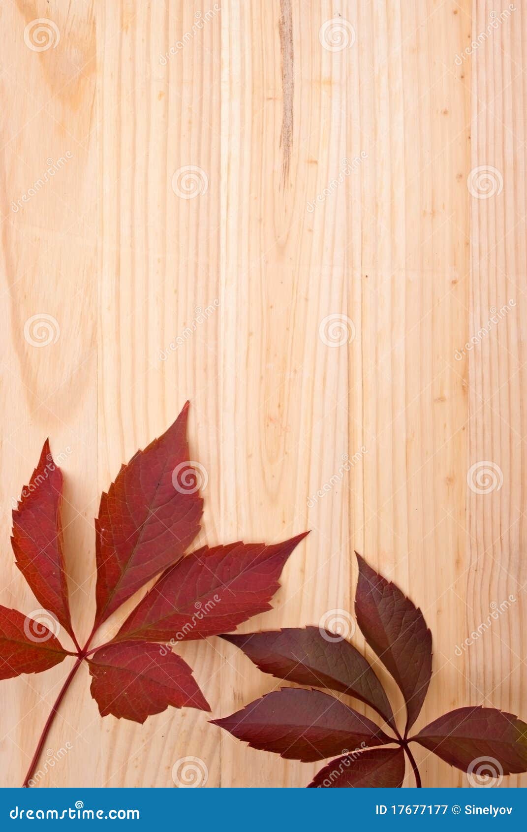 Wooden Background with Leaves Stock Image Image of design, space