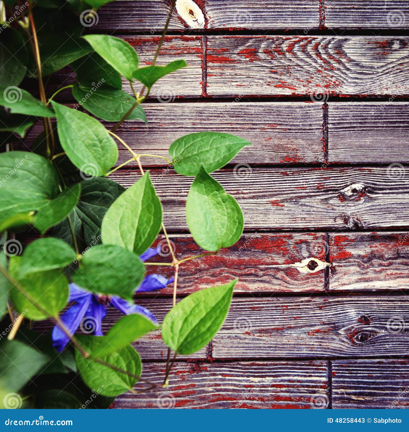 Wooden Background with Leaves Stock Image Image of branch, blank