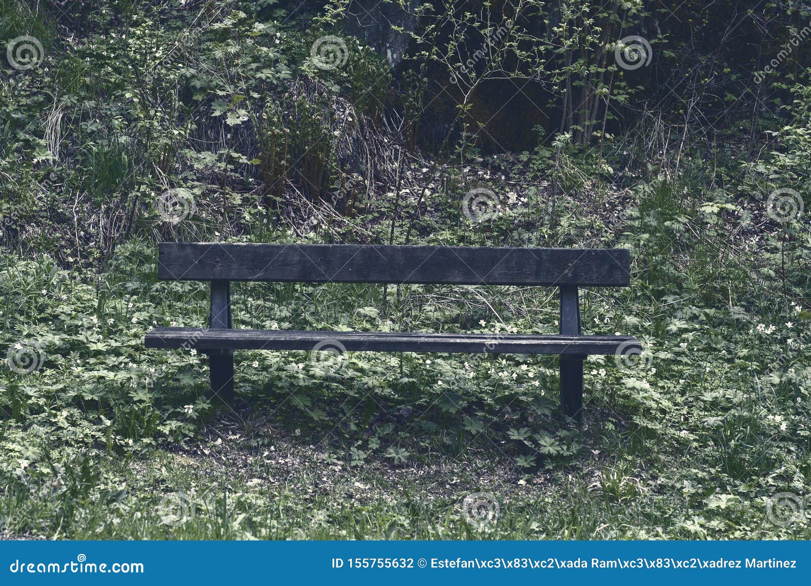 wooden bench in a forest