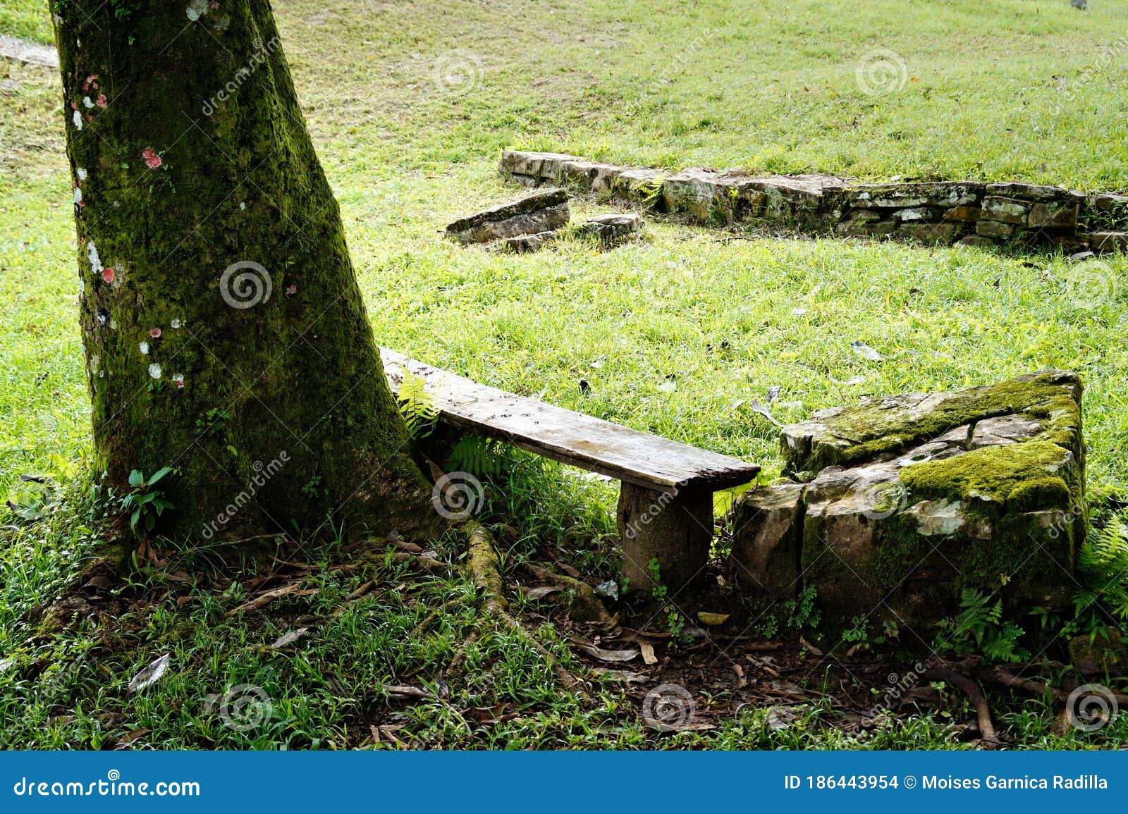 wooden bench under the shade of a tree in the middle of a garden ideal for rest and tranquility