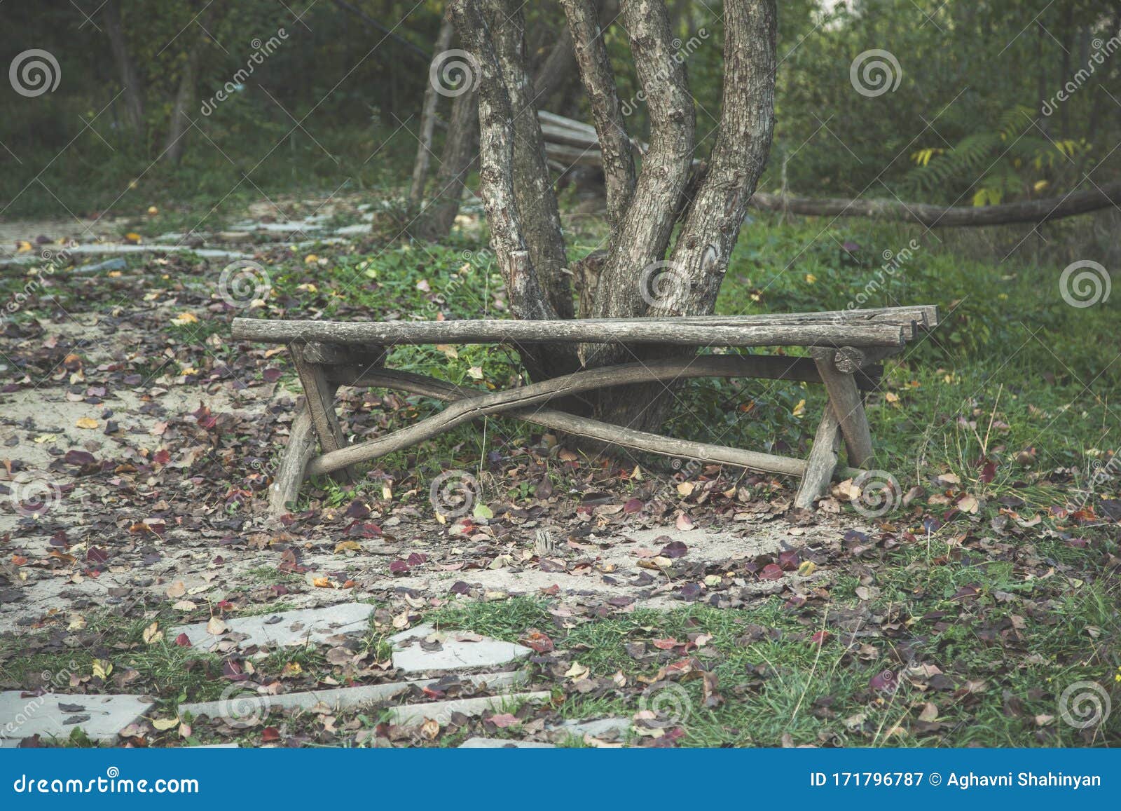 Wooden bench under tree stock image. Image of garden 171796787