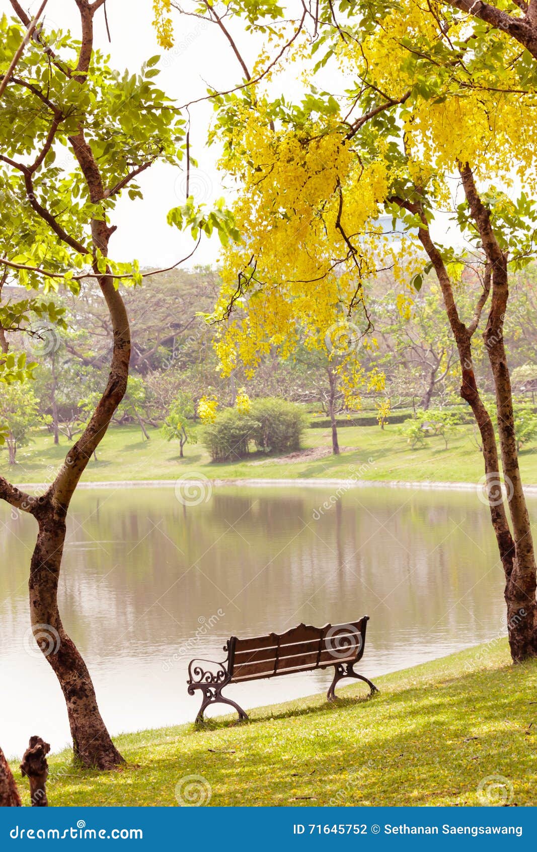 Wooden Bench Under the Tree Stock Photo Image of autumn, seat 71645752