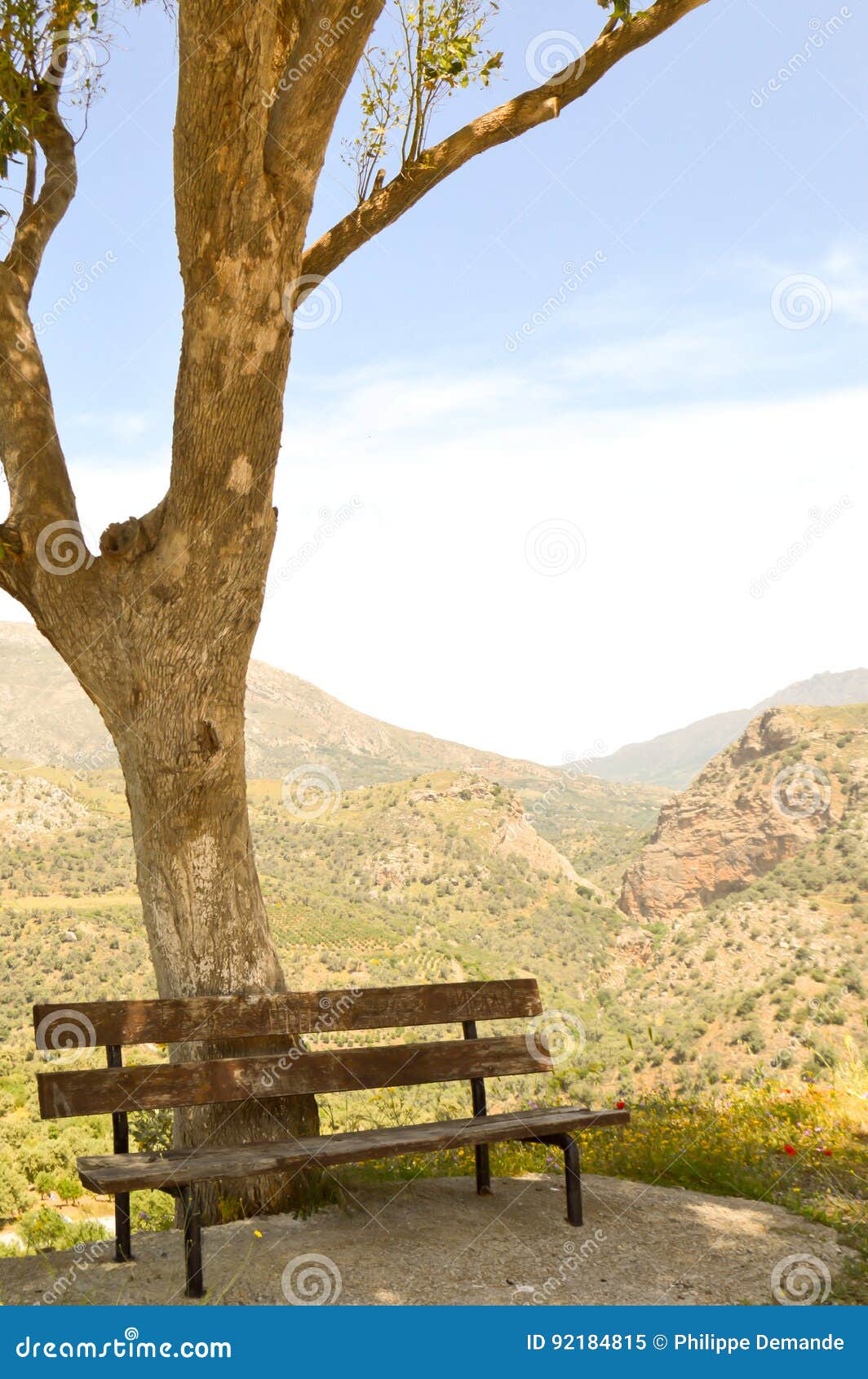 Wooden Bench Under a Tree with Stock Image Image of desk, building